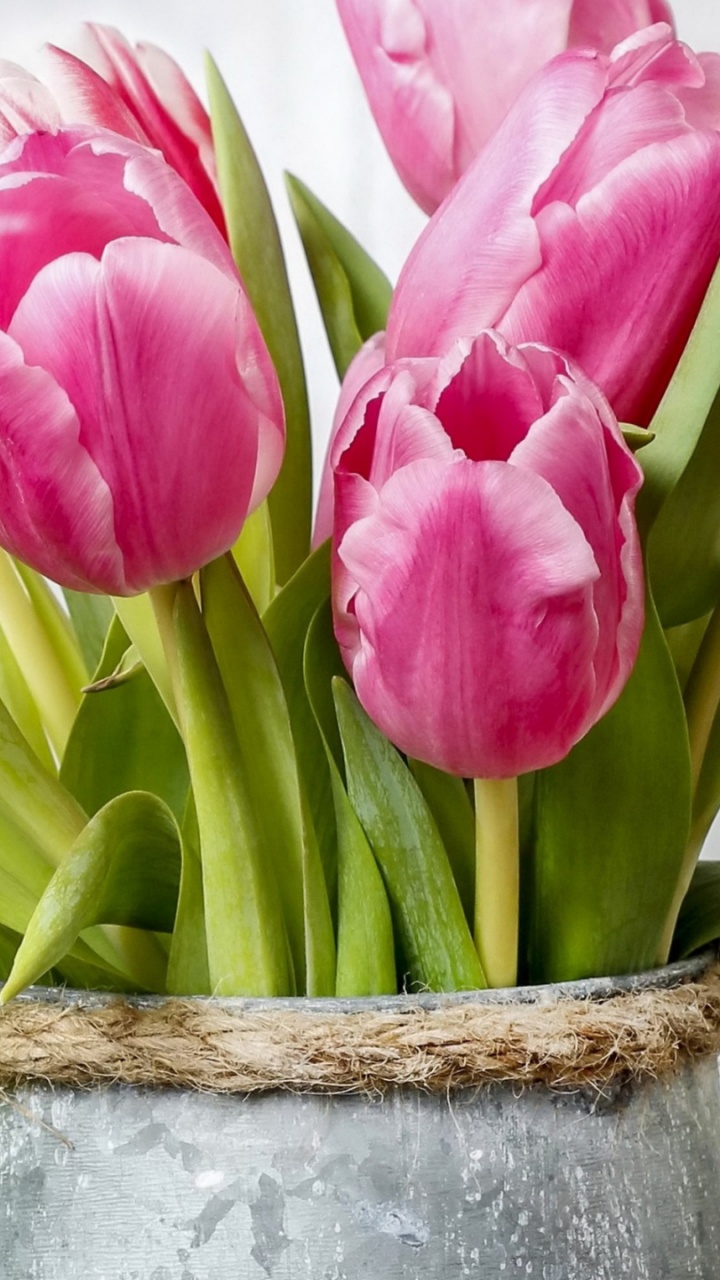 Tulip, Blumentopf, Zimmerpflanze, Botanik, Blütenblatt. Wallpaper in 720x1280 Resolution