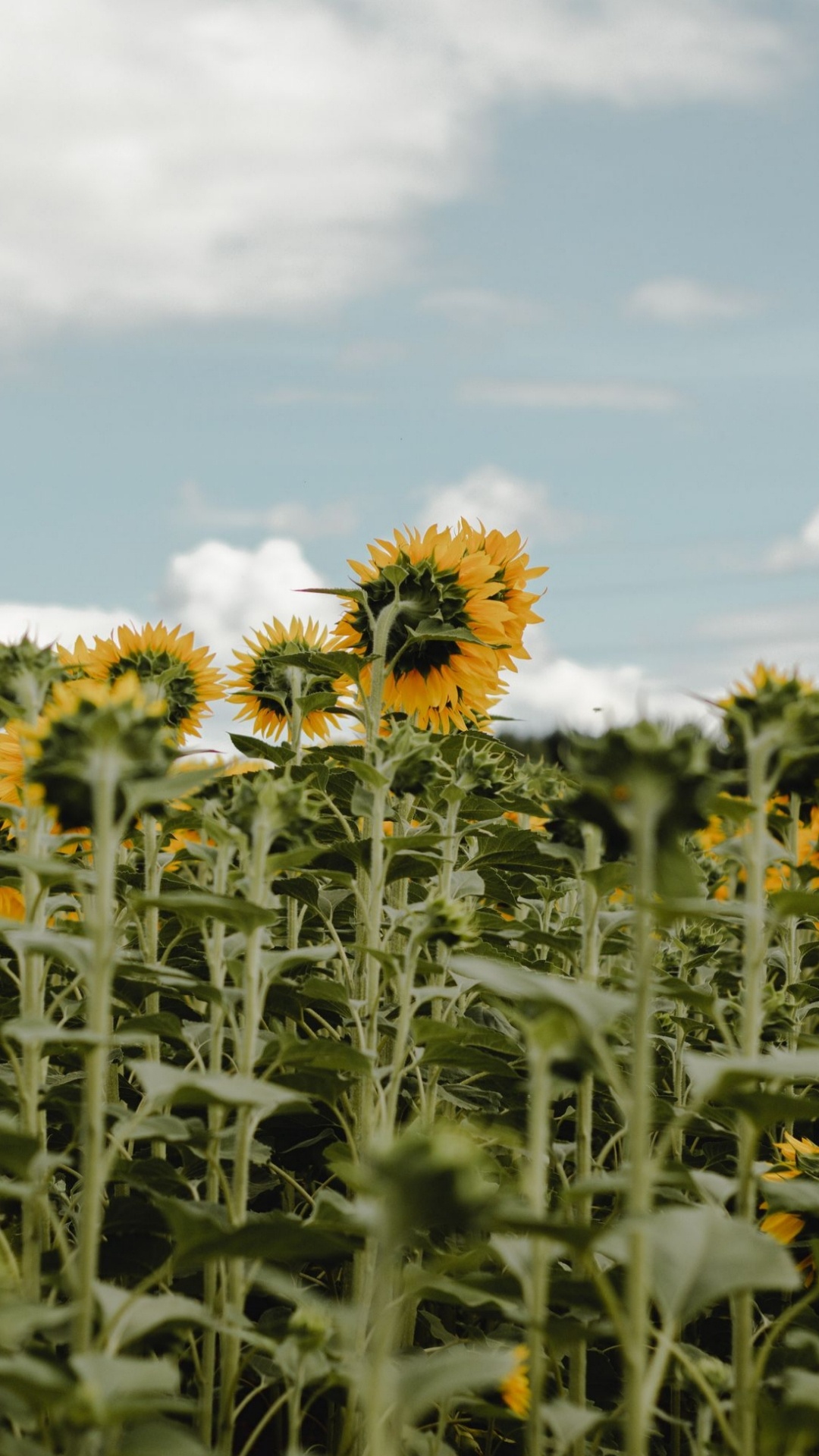 Flowering Plant, Flower, Plant, Cloud, Natural Environment. Wallpaper in 1080x1920 Resolution