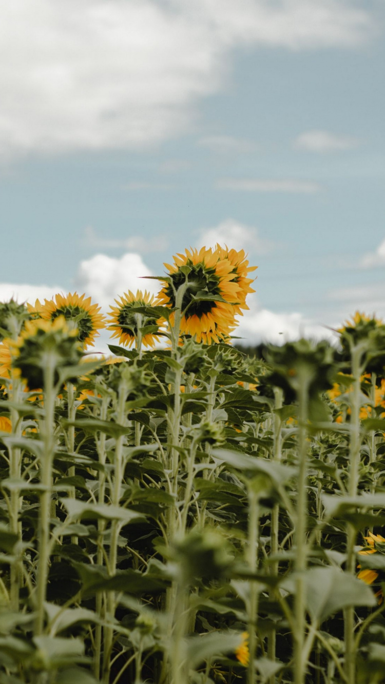 la Floraison de la Plante, Environnement Naturel, Pétale, Agriculture, Plante Terrestre. Wallpaper in 750x1334 Resolution