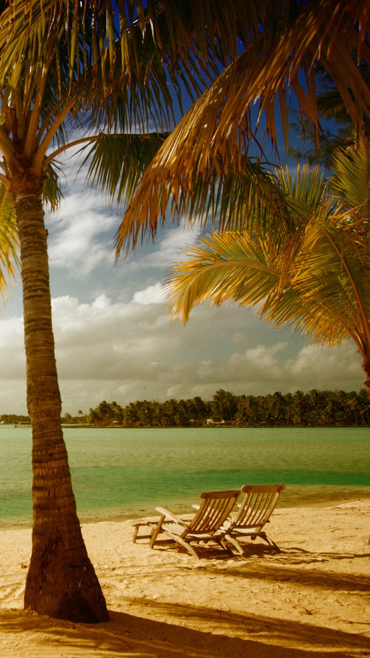 Palm Tree on Beach Shore During Sunset. Wallpaper in 720x1280 Resolution