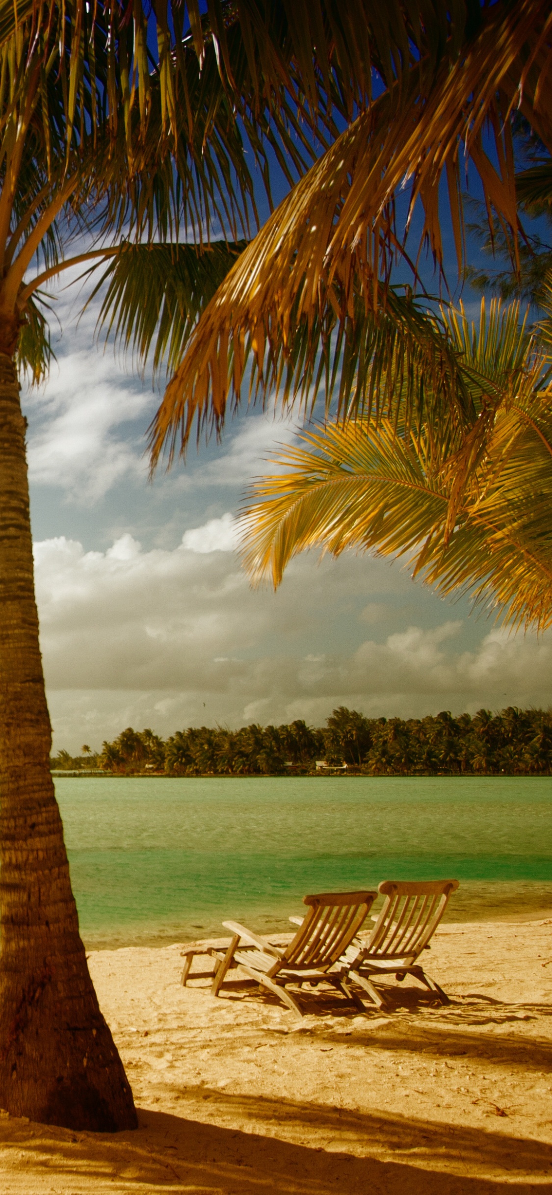 Palmera en la Orilla de la Playa Durante la Puesta de Sol. Wallpaper in 1125x2436 Resolution