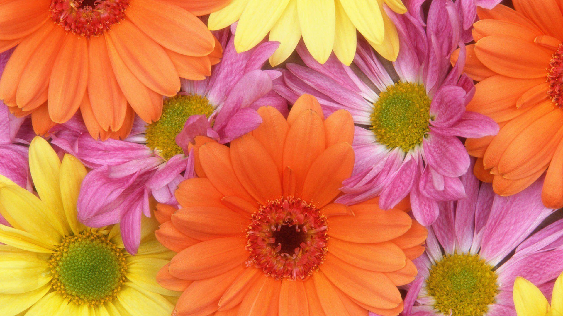 Rosa Und Gelbe Blume in Nahaufnahmen. Wallpaper in 1920x1080 Resolution