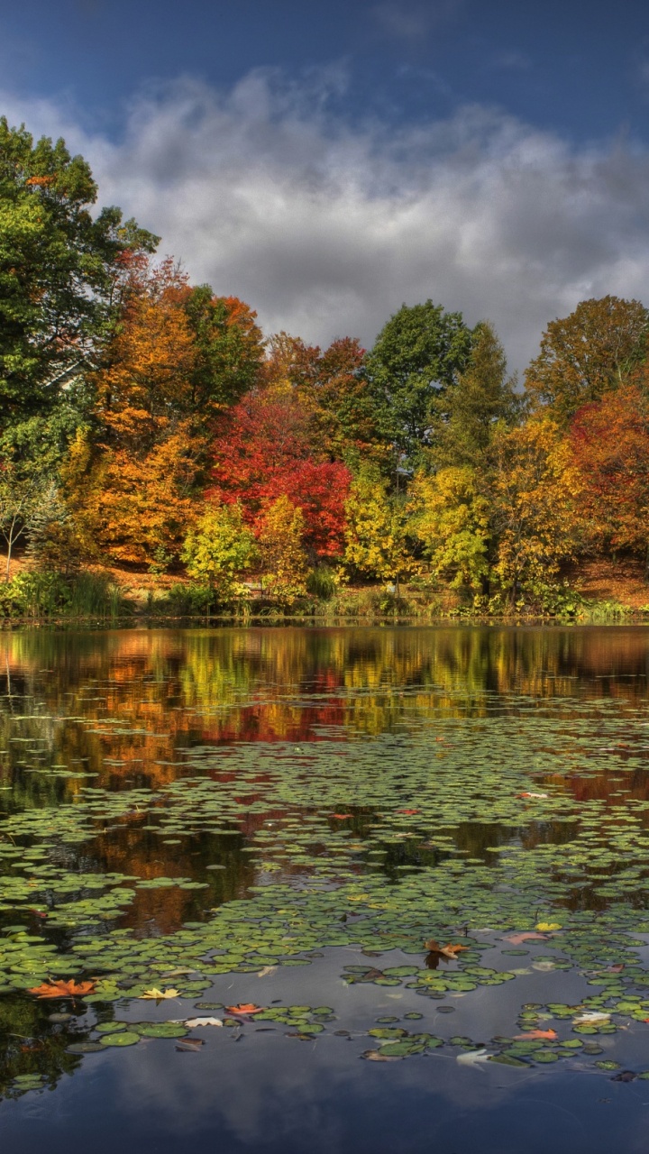 Árboles Verdes y Rojos Junto al Río Bajo un Cielo Azul Durante el Día. Wallpaper in 720x1280 Resolution