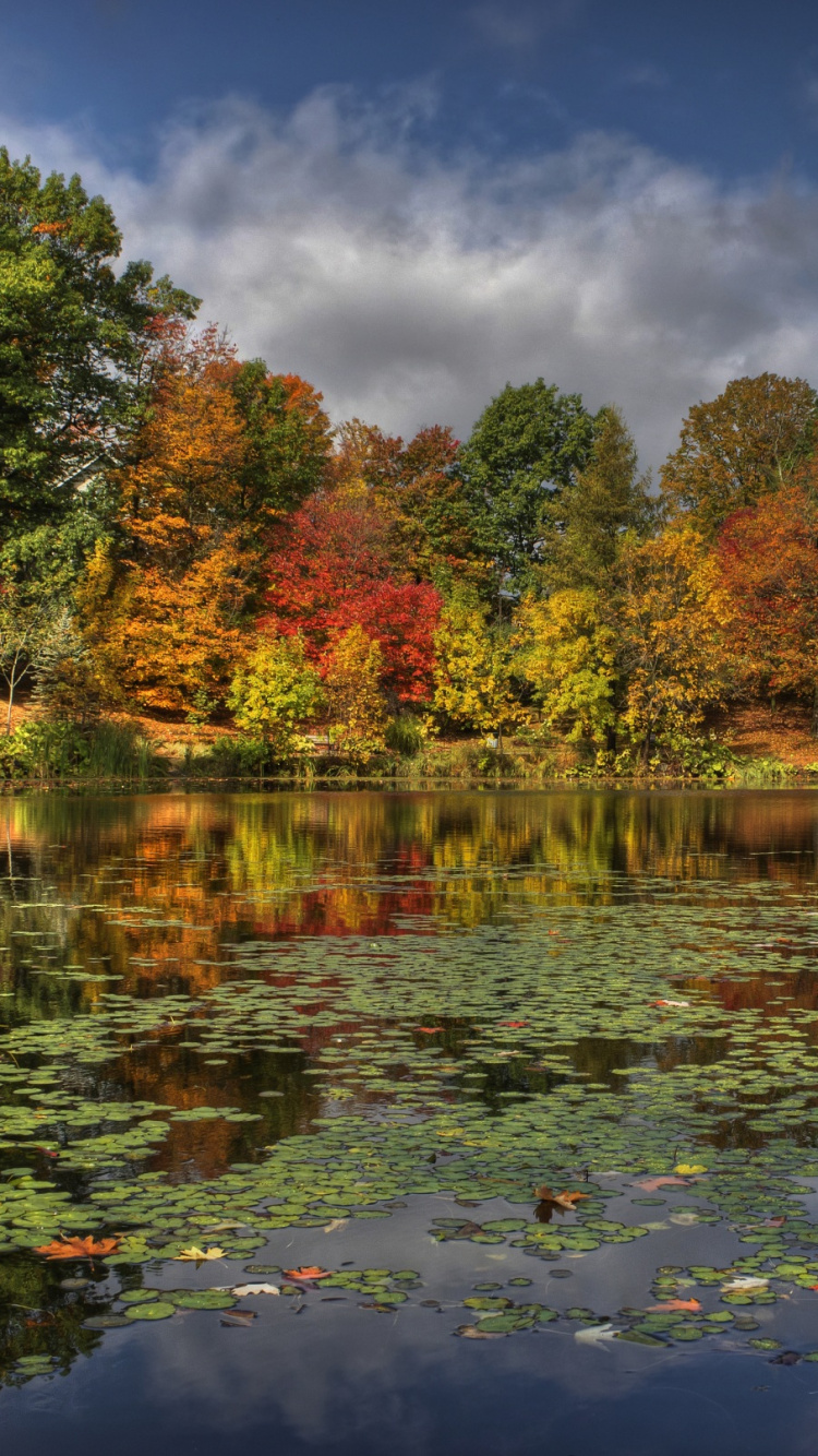 Árboles Verdes y Rojos Junto al Río Bajo un Cielo Azul Durante el Día. Wallpaper in 750x1334 Resolution