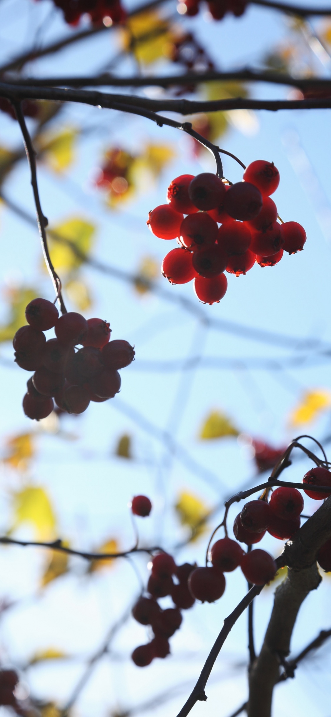 Branch, Baum, Frühjahr, Blühende Pflanze, Berry. Wallpaper in 1125x2436 Resolution