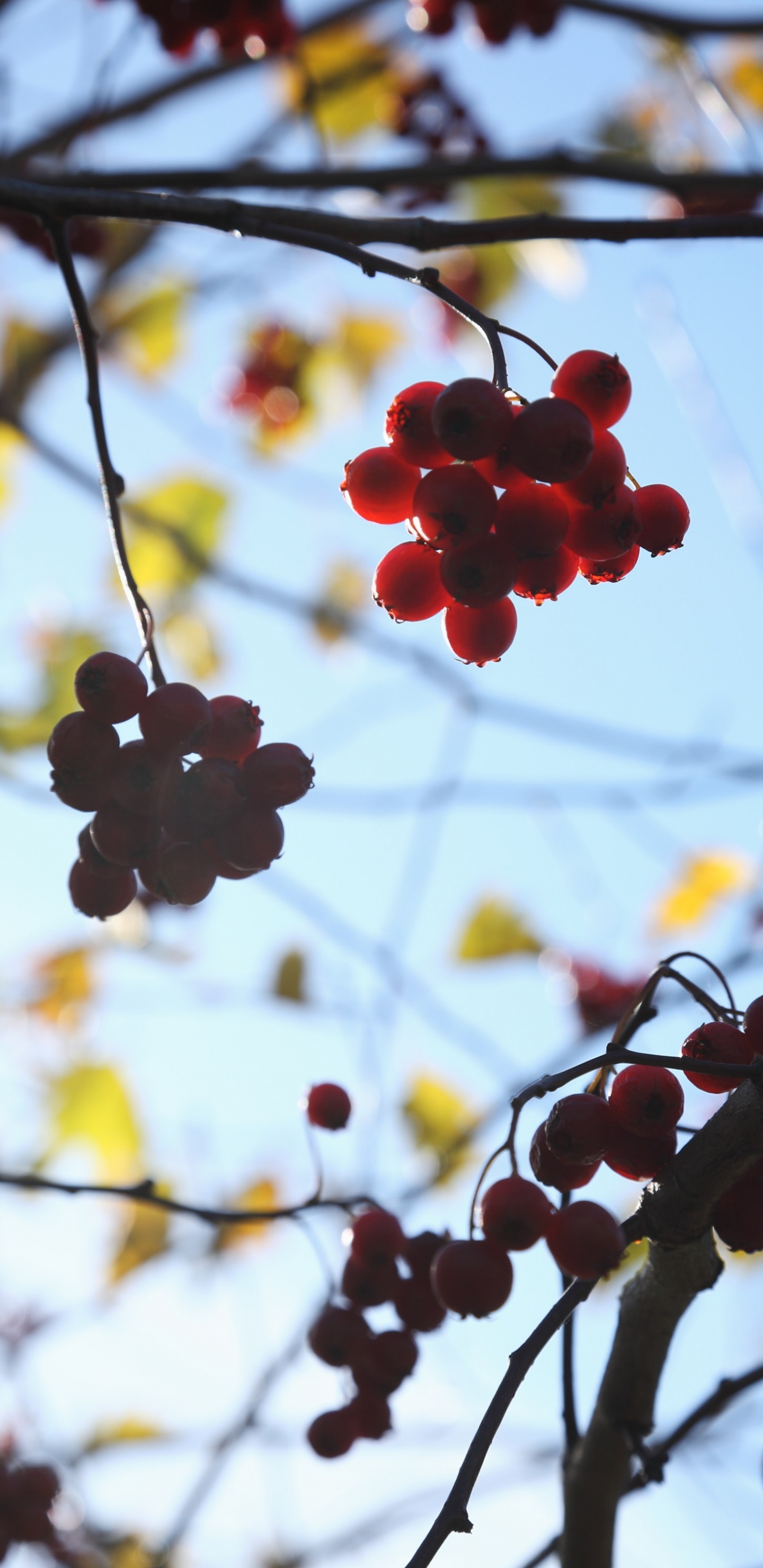 Branch, Baum, Frühjahr, Blühende Pflanze, Berry. Wallpaper in 1440x2960 Resolution