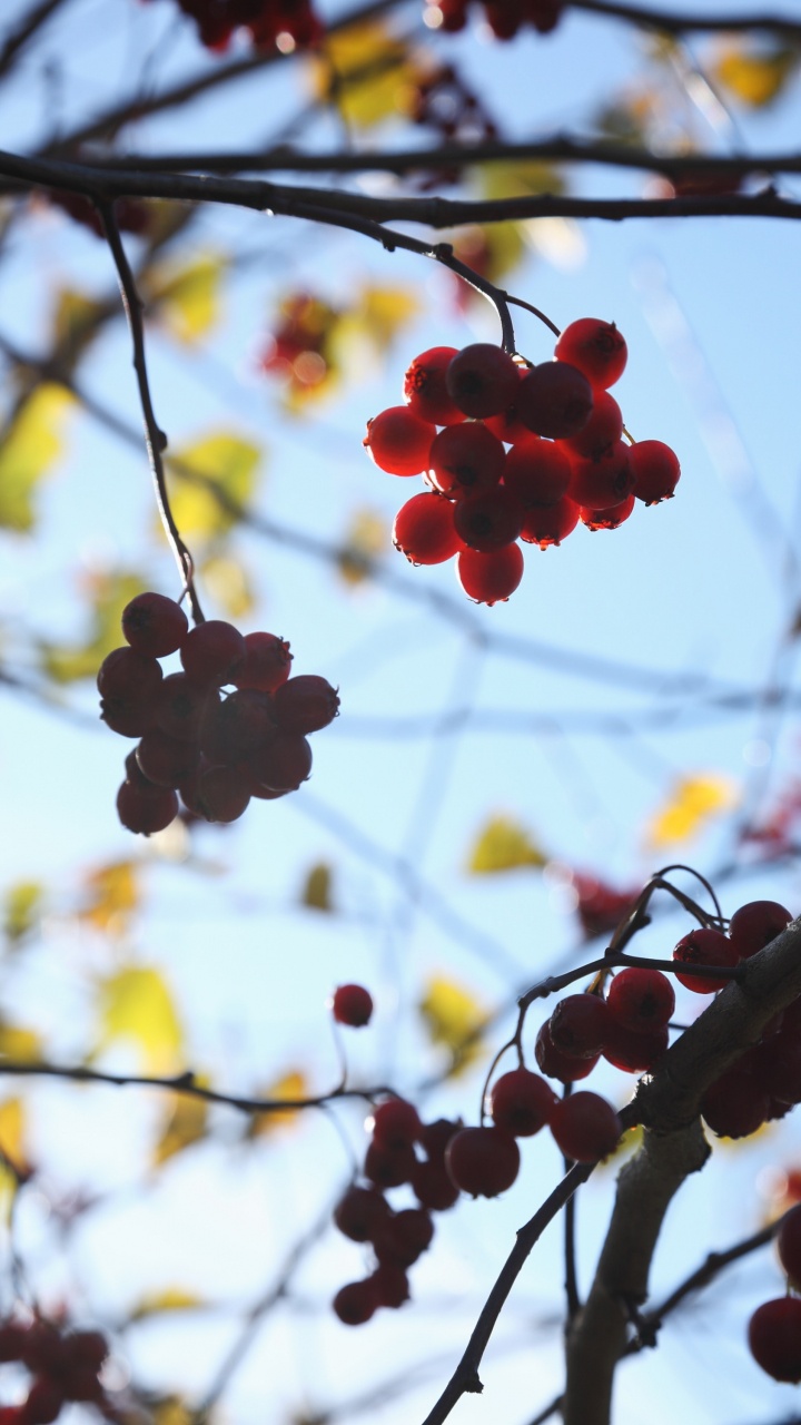 Branch, Baum, Frühjahr, Blühende Pflanze, Berry. Wallpaper in 720x1280 Resolution