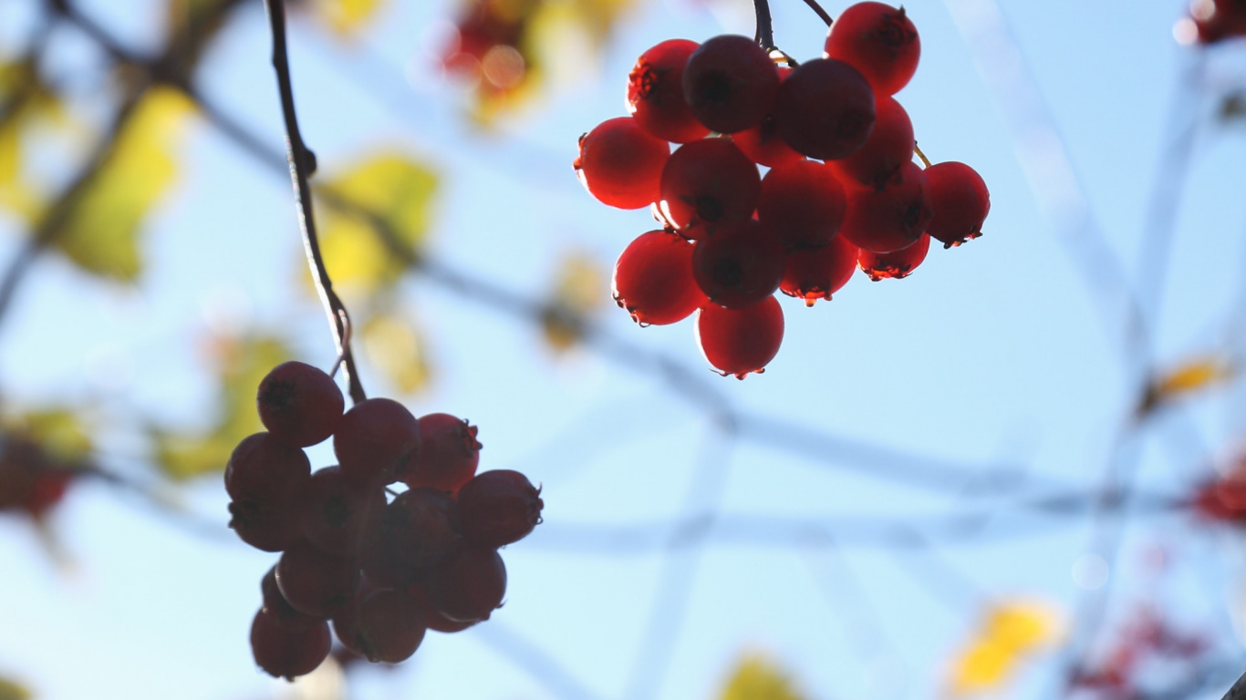 Flower, Plant, Branch, Tree, Spring. Wallpaper in 1366x768 Resolution