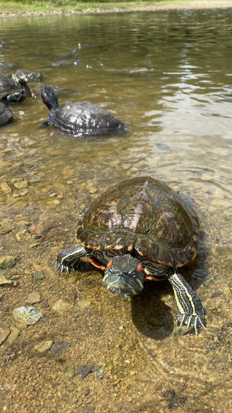Emididae, Tortugas de Estanque, Tortuga Mordedora Común, Agua, Tortuga. Wallpaper in 750x1334 Resolution