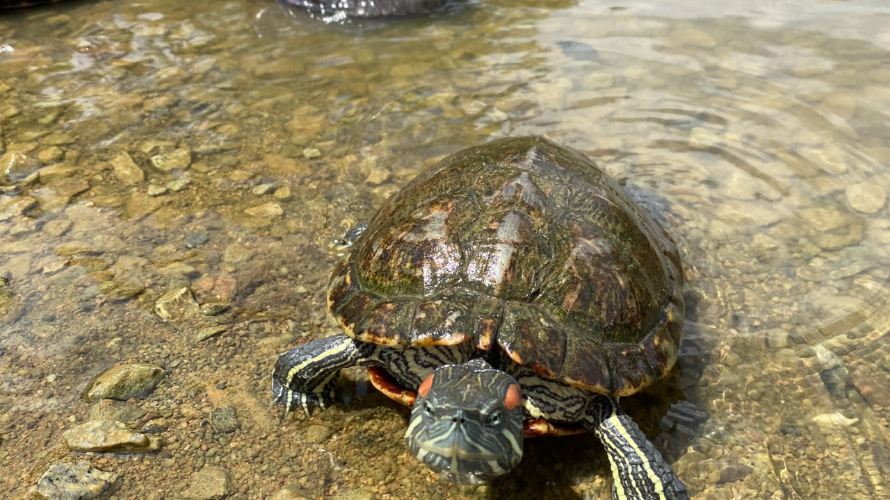 Emydidae, Teichschildkröten, Gewöhnliche Schnappschildkröte, Wasser, Schildkröte. Wallpaper in 1280x720 Resolution