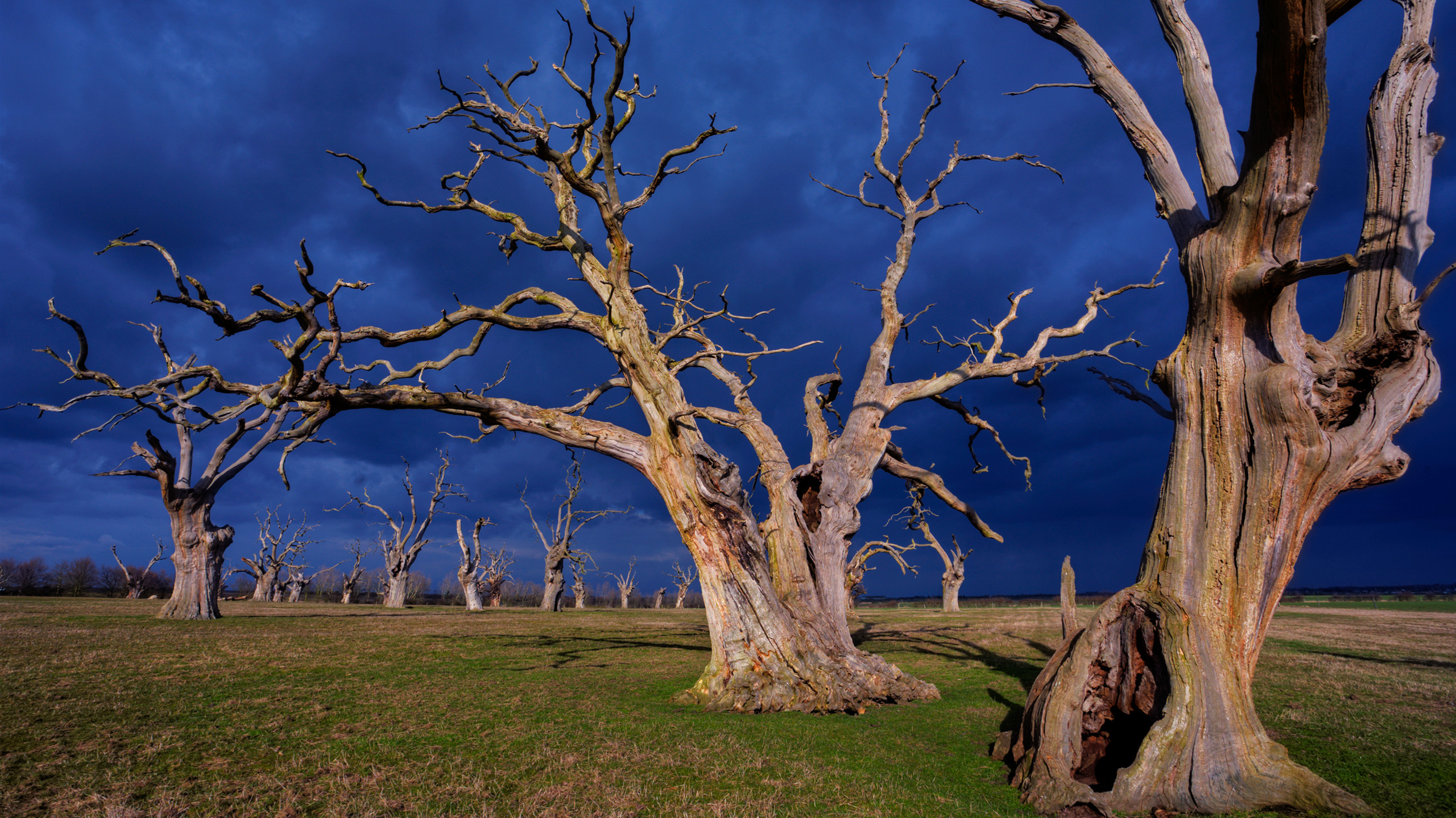 Leafless Tree on Green Grass Field Under Blue Sky. Wallpaper in 2560x1440 Resolution