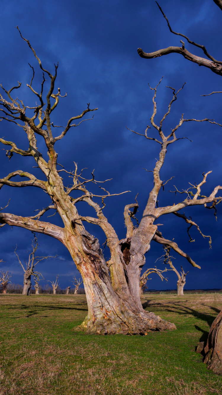 Kahlen Baum Auf Grüner Wiese Unter Blauem Himmel. Wallpaper in 750x1334 Resolution