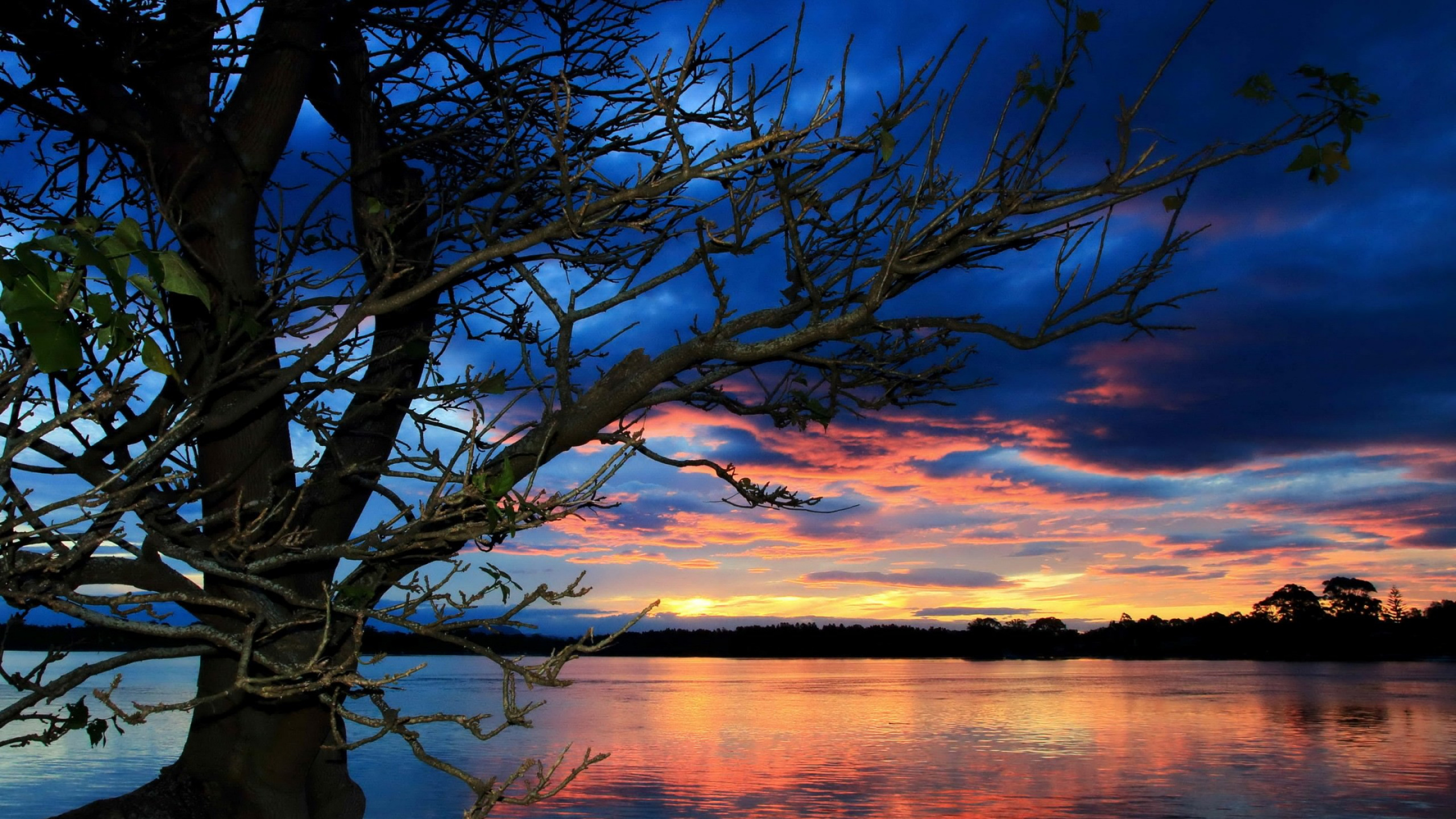 Leafless Tree Near Body of Water During Sunset. Wallpaper in 2560x1440 Resolution