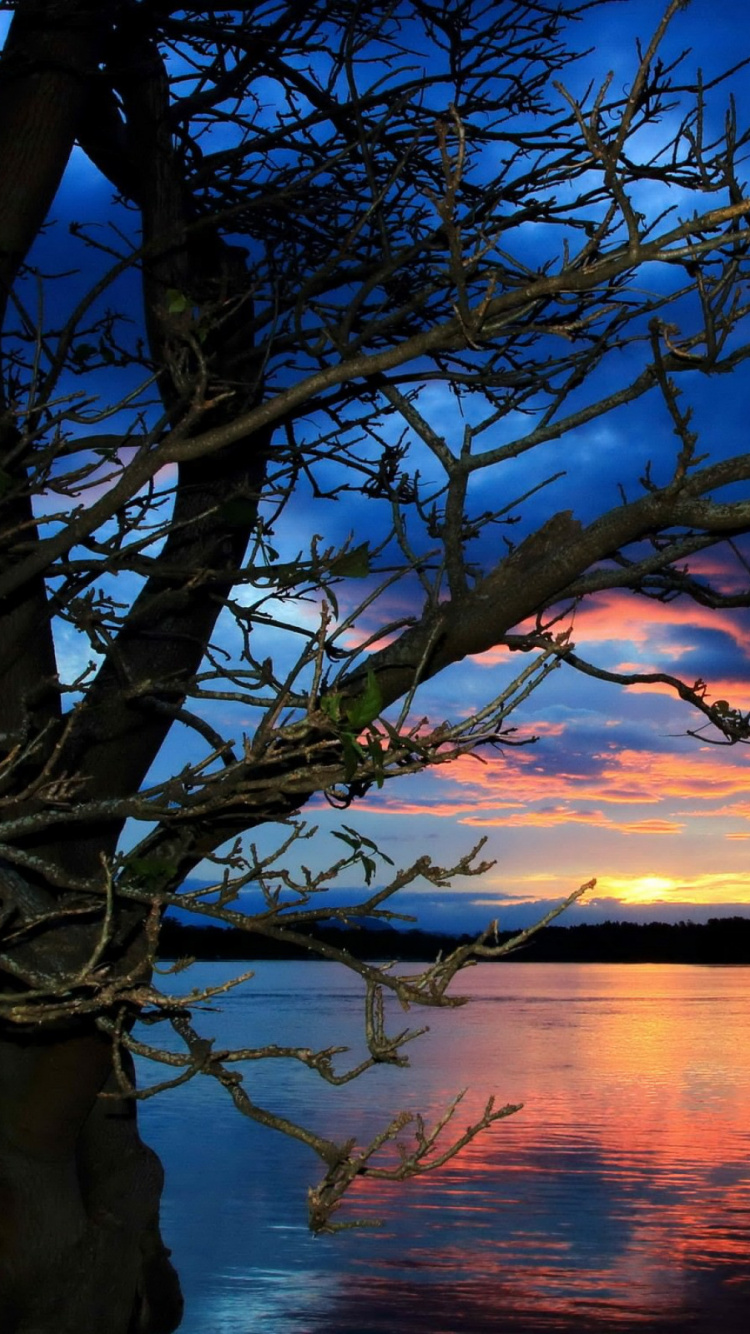 Árbol Sin Hojas Cerca Del Cuerpo de Agua Durante la Puesta de Sol. Wallpaper in 750x1334 Resolution