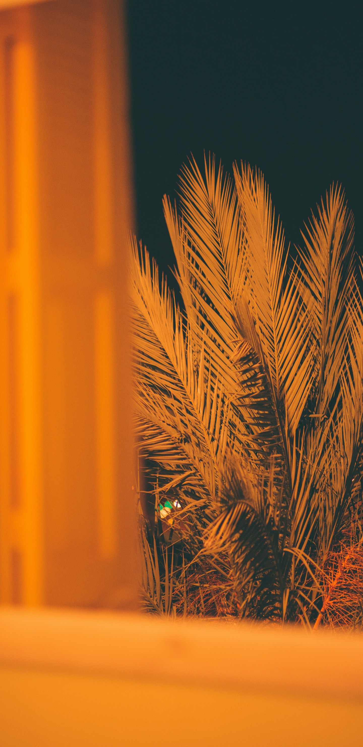 Planta Marrón Frente a la Pared Amarilla. Wallpaper in 1440x2960 Resolution