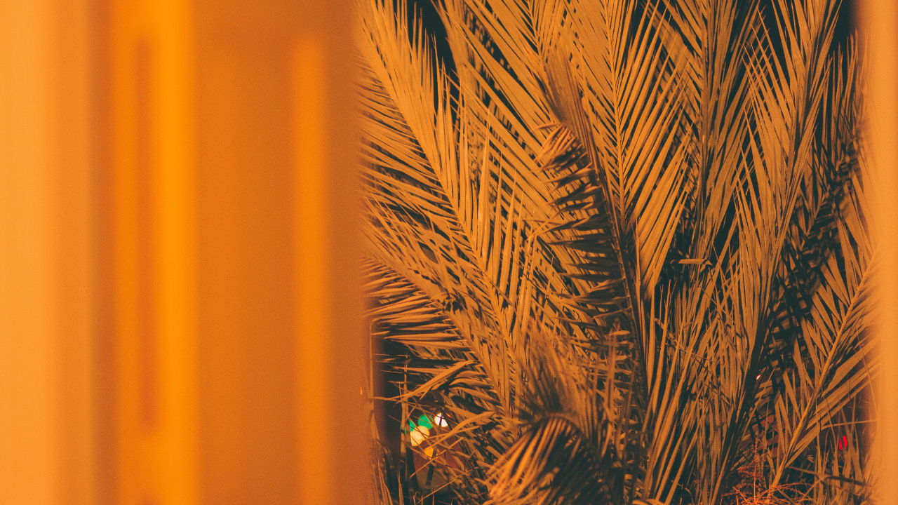 Brown Plant in Front of Yellow Wall. Wallpaper in 1280x720 Resolution