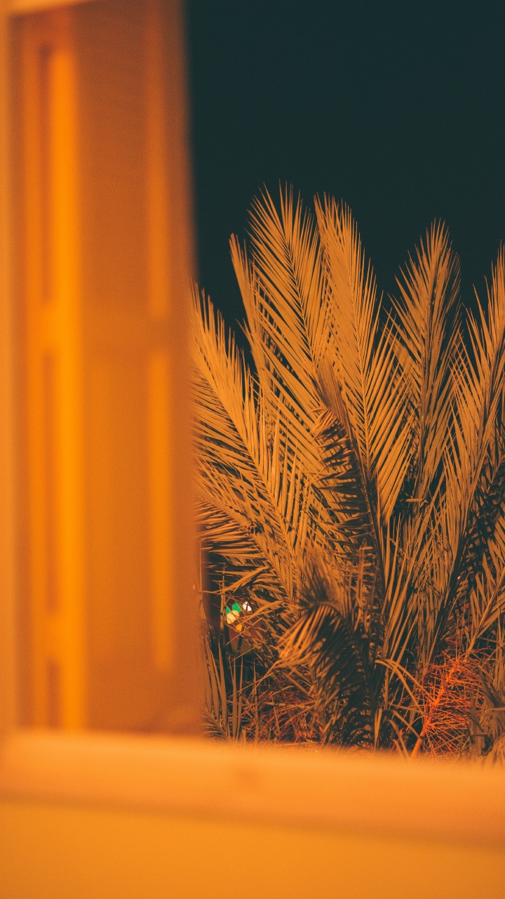 Brown Plant in Front of Yellow Wall. Wallpaper in 720x1280 Resolution