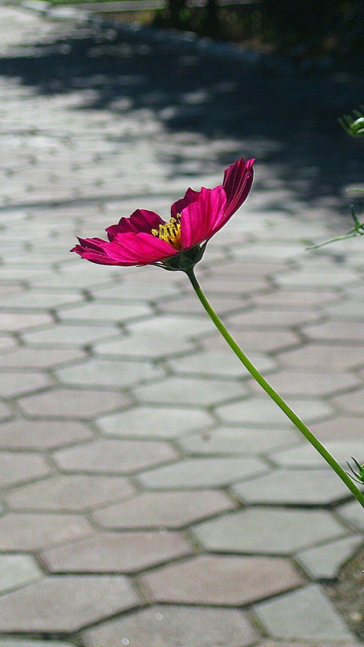 Fleur Rose Sur L'herbe Verte Pendant la Journée. Wallpaper in 720x1280 Resolution