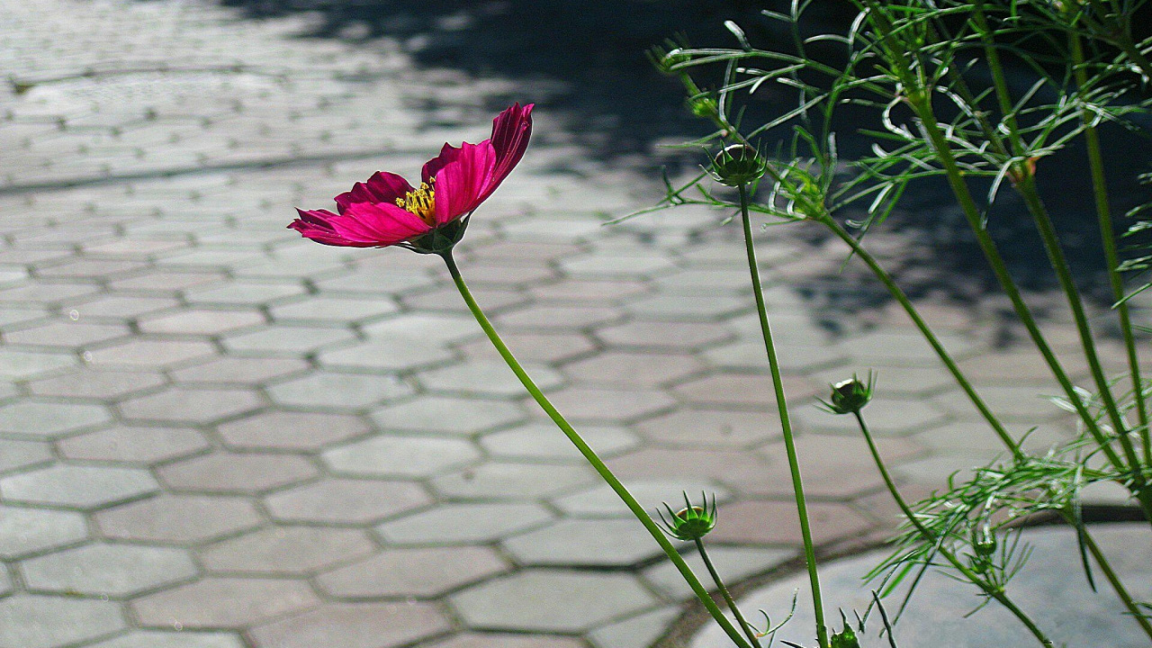 Flor Rosa Sobre la Hierba Verde Durante el Día. Wallpaper in 1280x720 Resolution