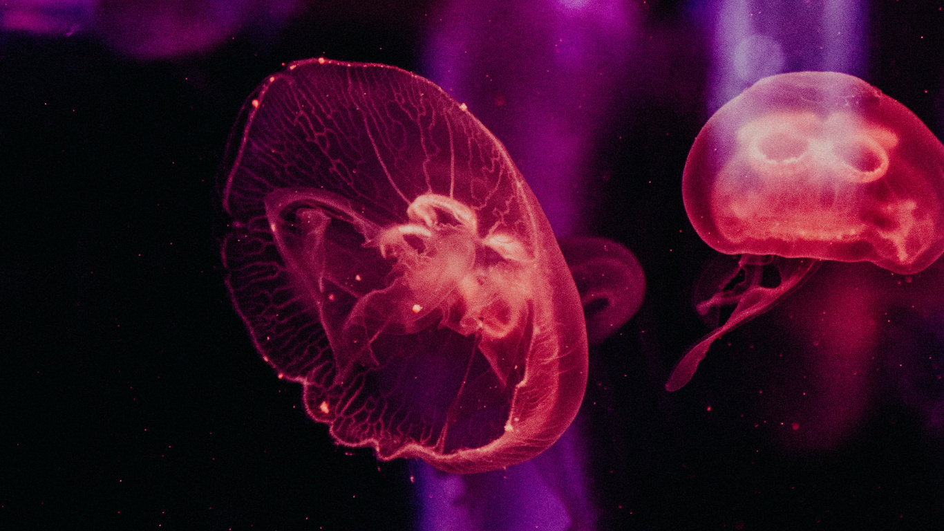 Pink Jellyfish in Water During Daytime. Wallpaper in 1366x768 Resolution