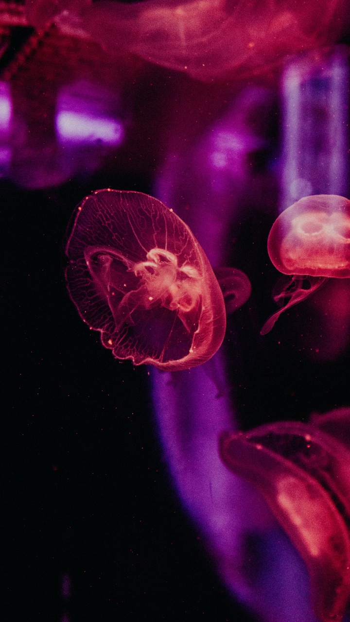 Pink Jellyfish in Water During Daytime. Wallpaper in 720x1280 Resolution