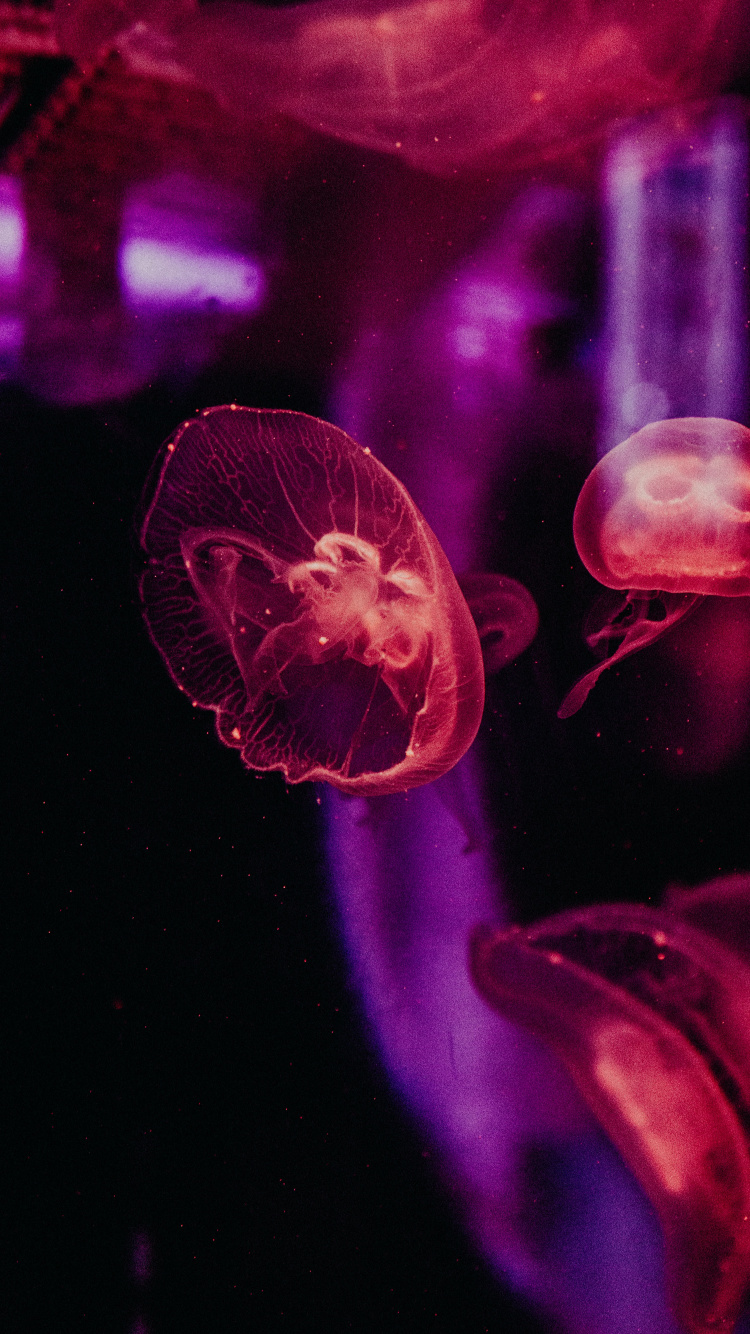 Pink Jellyfish in Water During Daytime. Wallpaper in 750x1334 Resolution