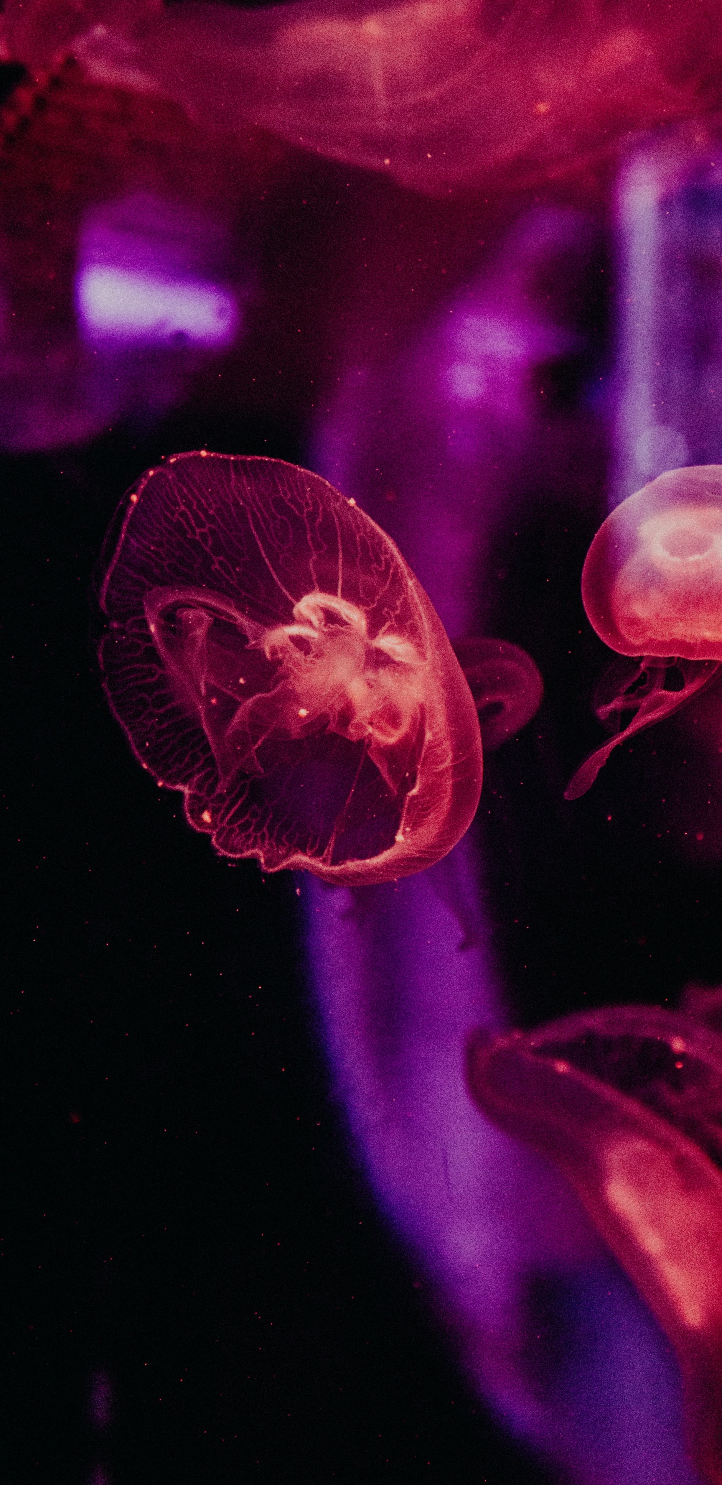 Medusas Rosadas en el Agua Durante el Día. Wallpaper in 1440x2960 Resolution