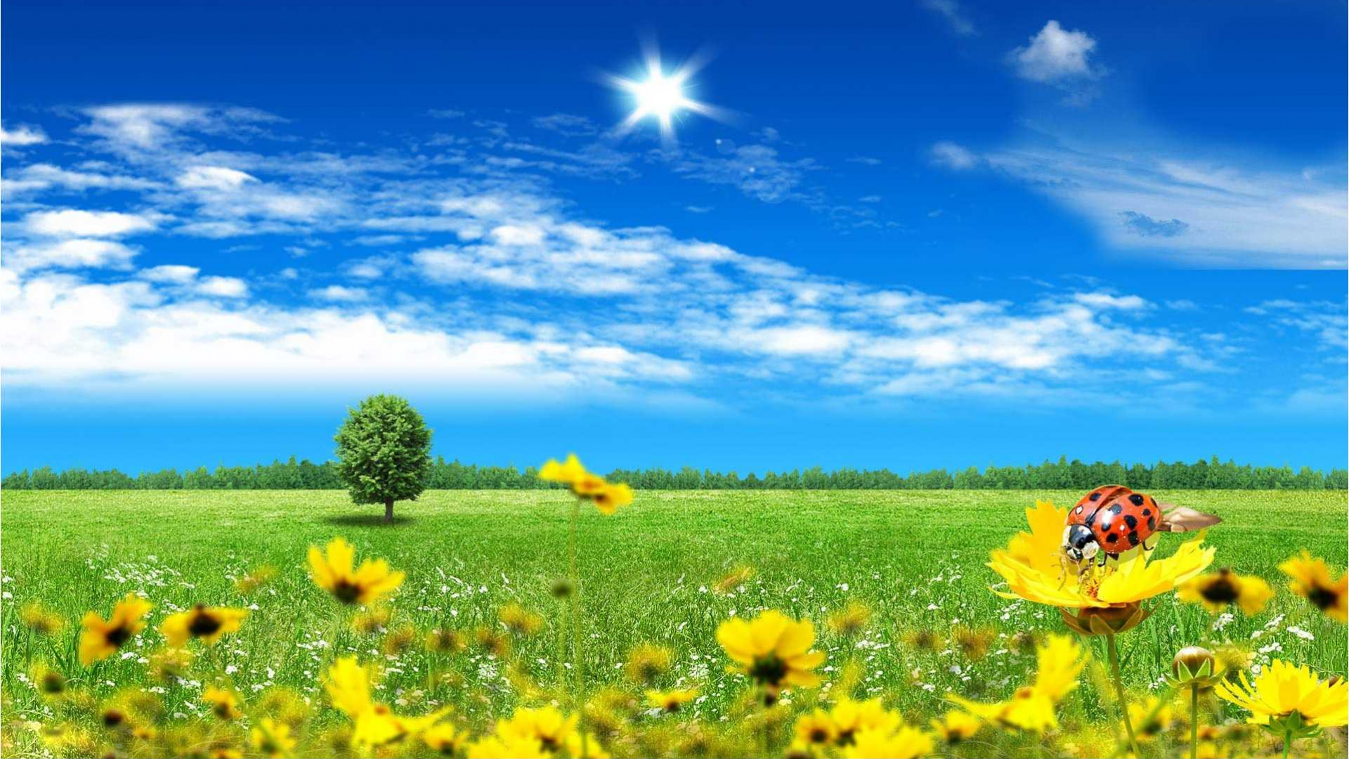 Champ de Fleurs Jaunes Sous Ciel Bleu Pendant la Journée. Wallpaper in 1920x1080 Resolution