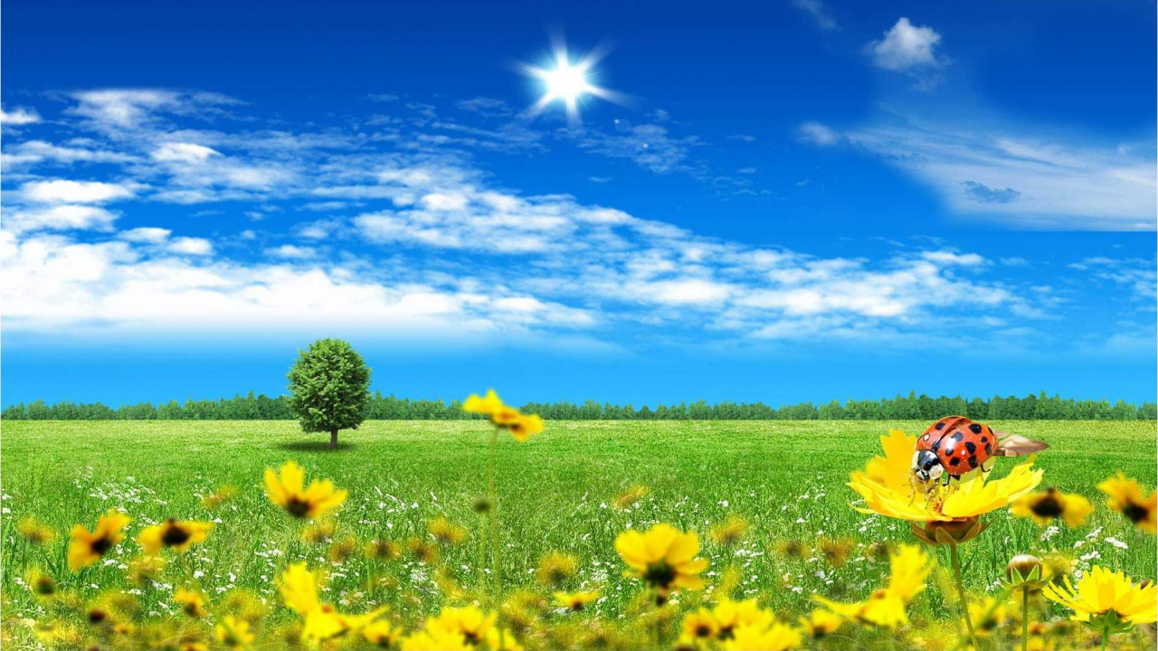 Yellow Flower Field Under Blue Sky During Daytime. Wallpaper in 1280x720 Resolution