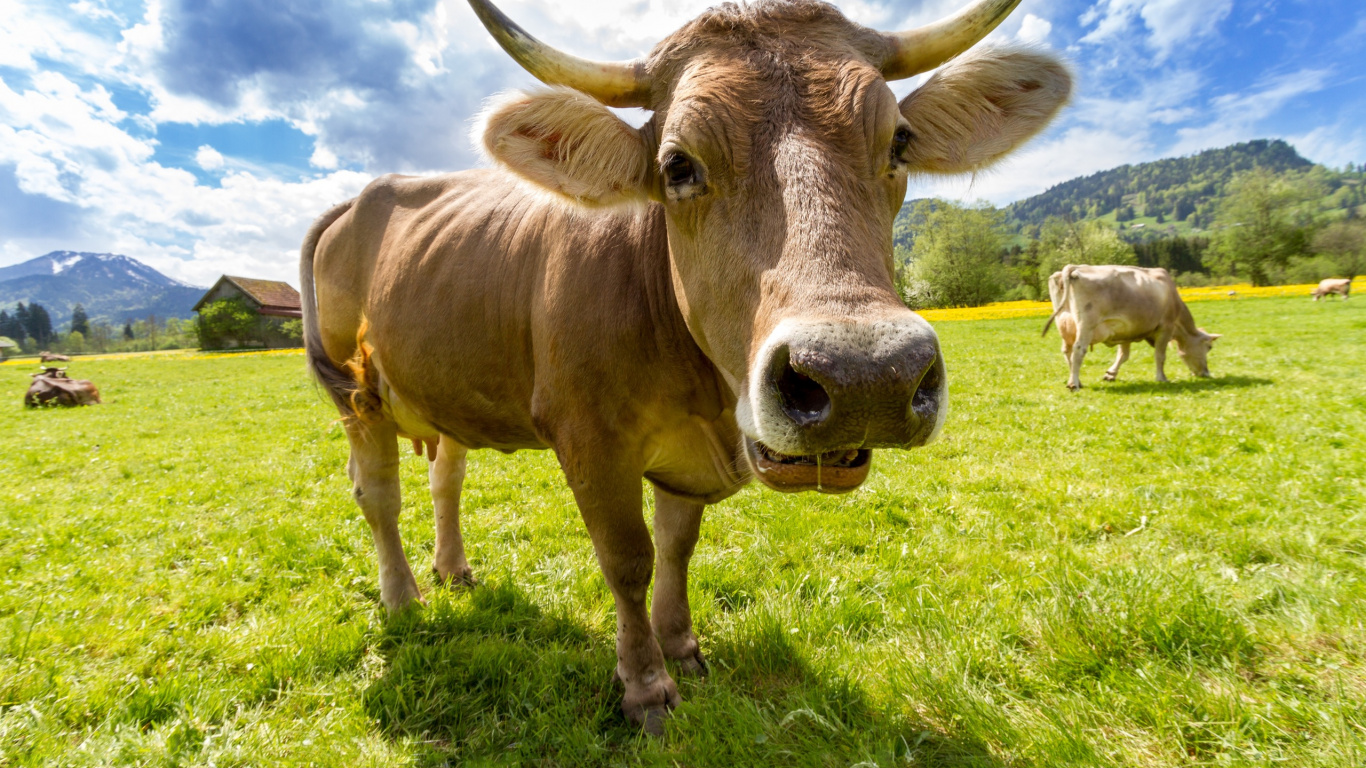 Brown Cow on Green Grass Field During Daytime. Wallpaper in 1366x768 Resolution
