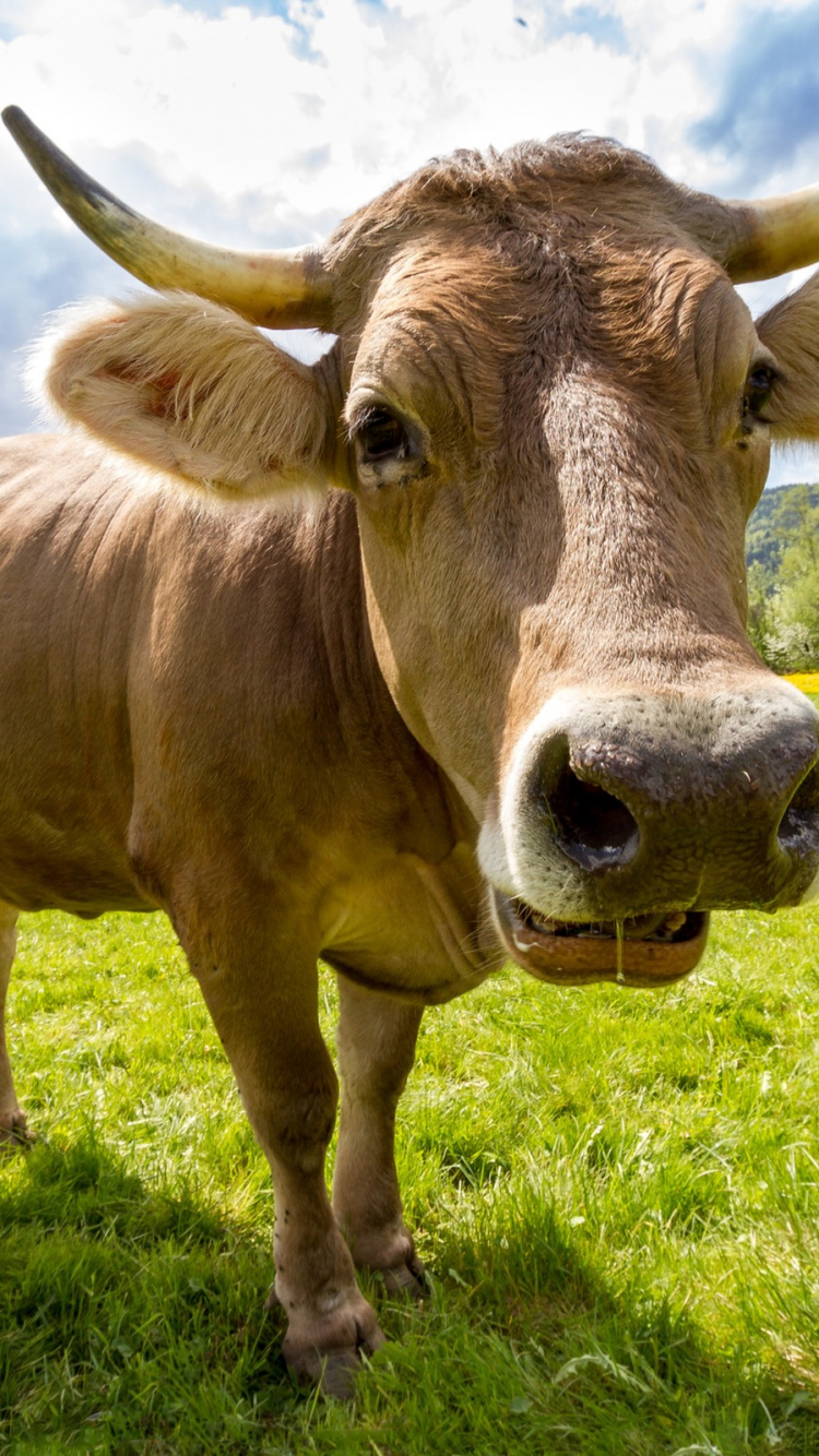 Vache Brune Sur Terrain D'herbe Verte Pendant la Journée. Wallpaper in 750x1334 Resolution
