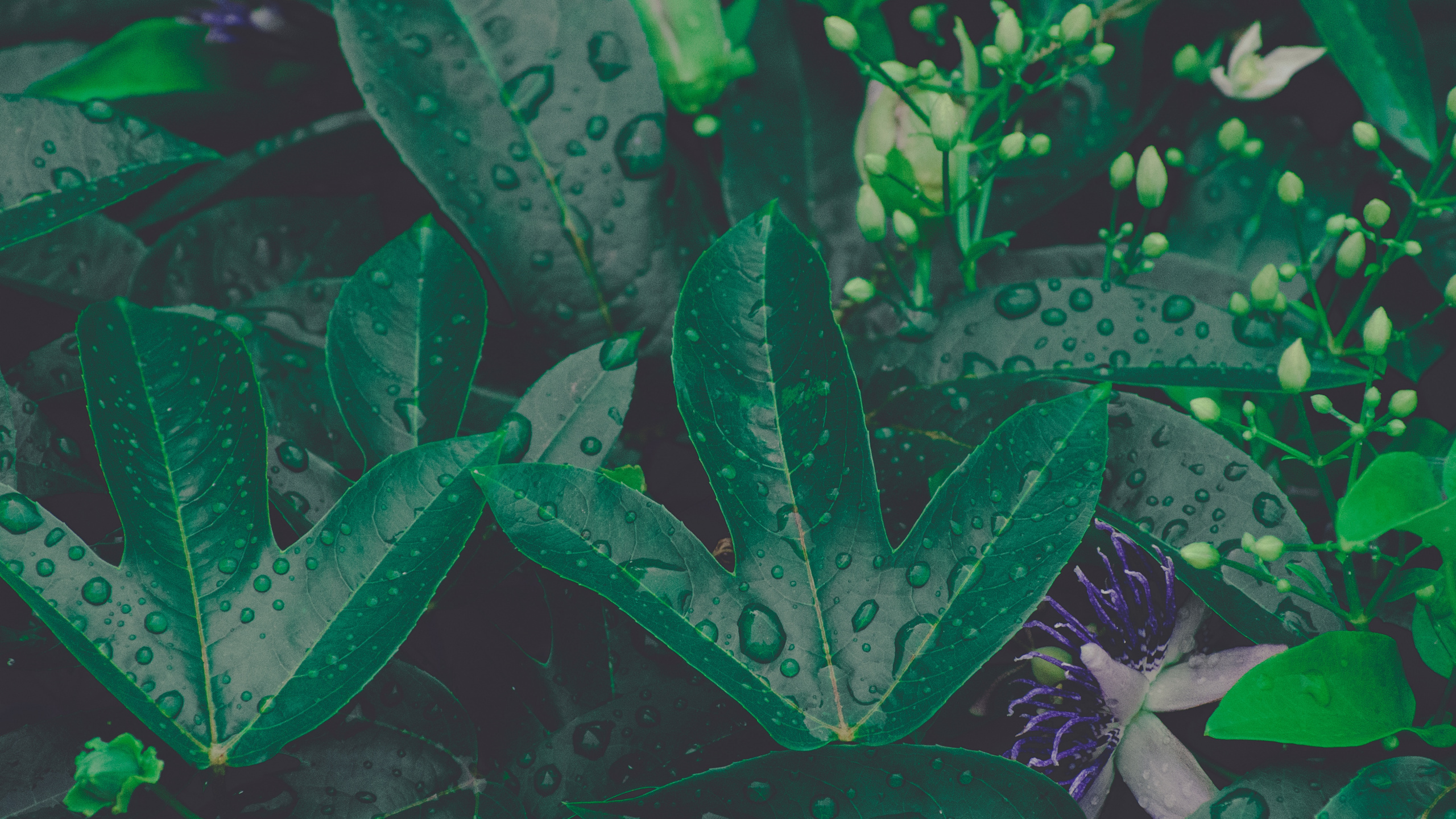 Feuille, Green, Botanique, Plante Terrestre, Adaptation. Wallpaper in 2560x1440 Resolution