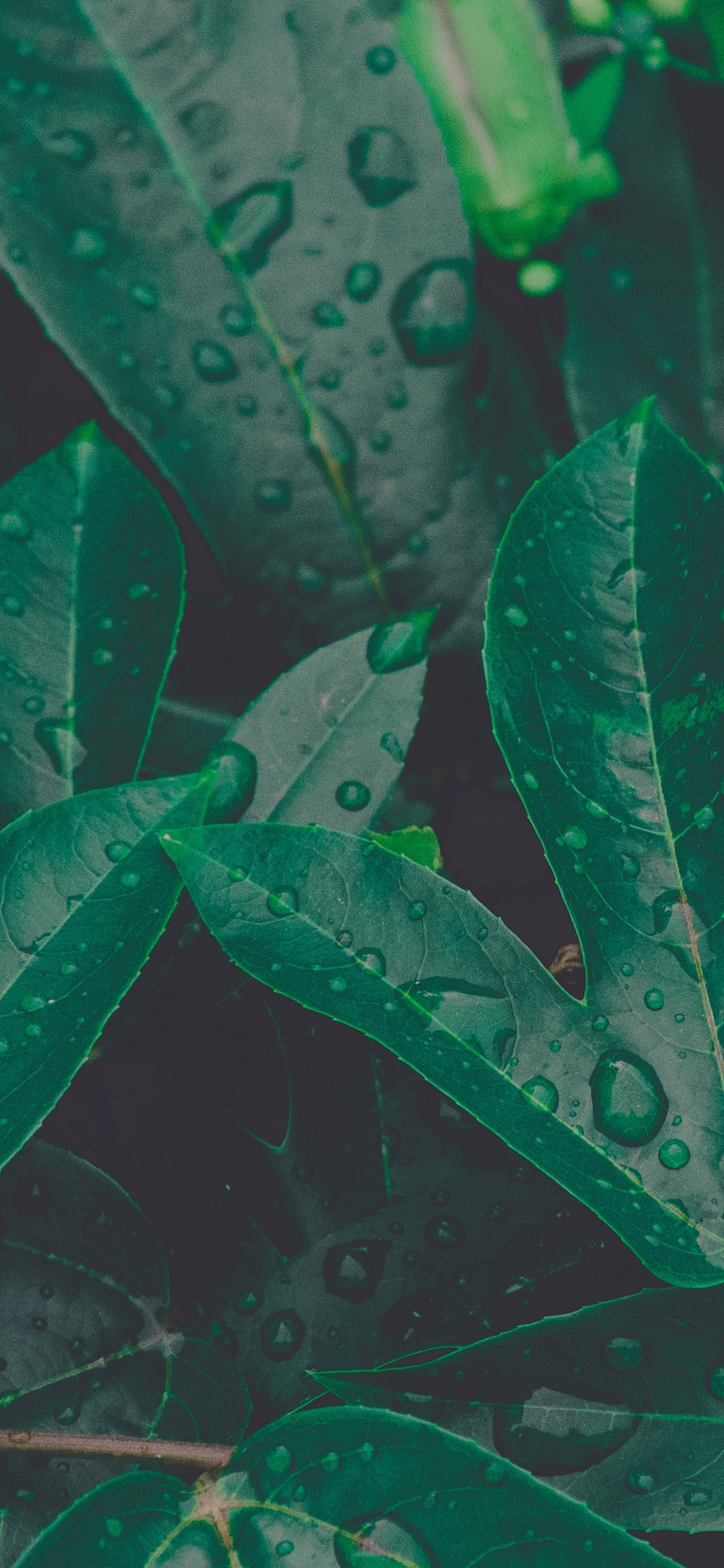 Leaf, Green, Plant, Flower, Botany. Wallpaper in 1125x2436 Resolution