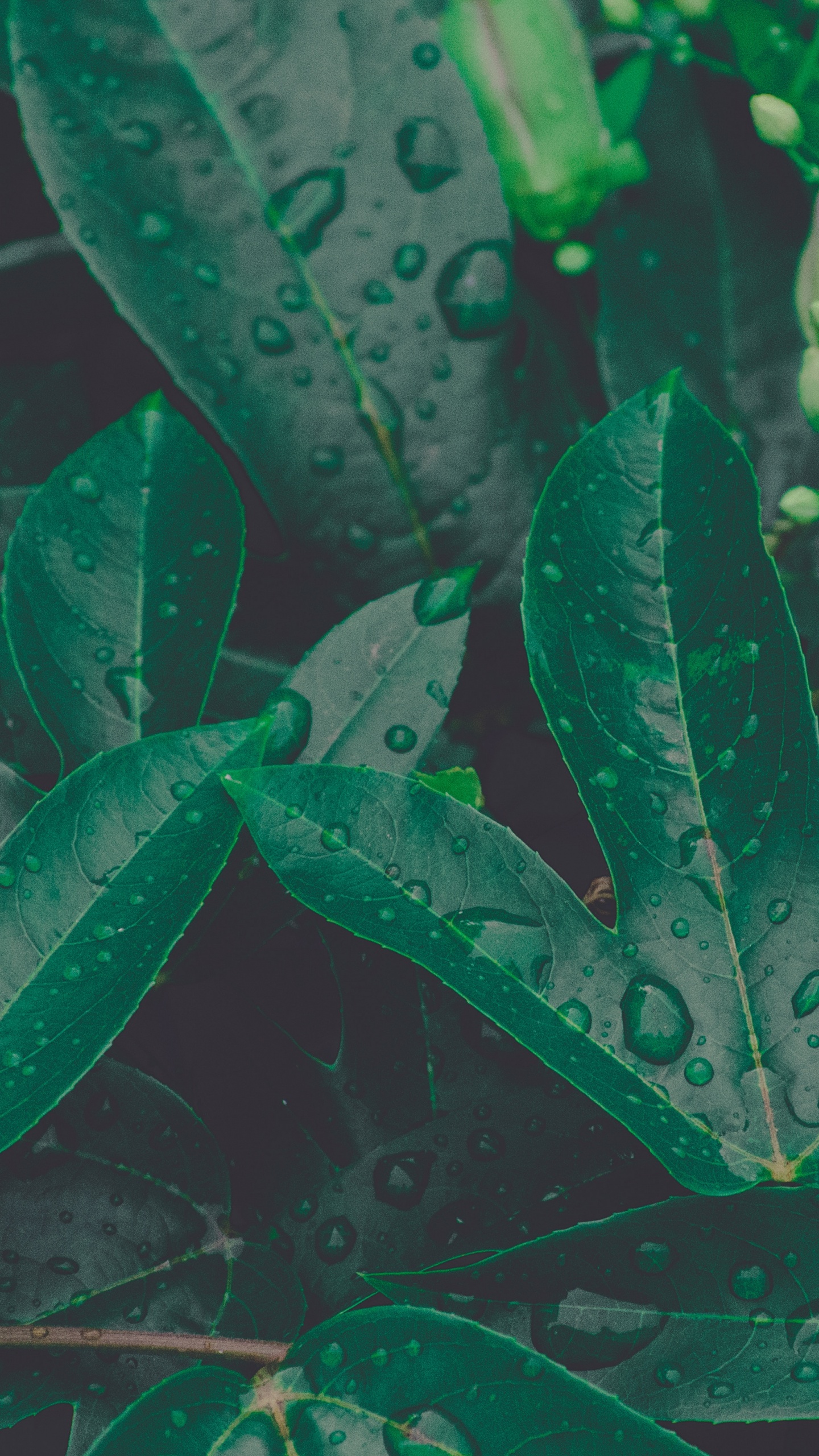 Leaf, Green, Plant, Flower, Botany. Wallpaper in 1440x2560 Resolution