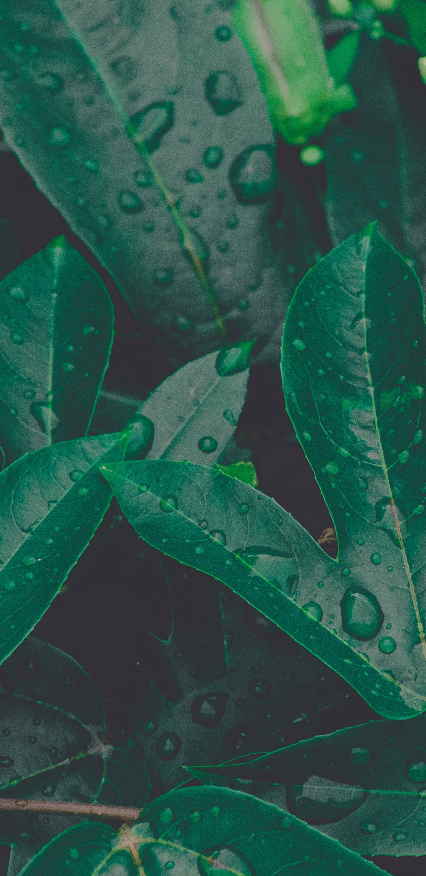 Leaf, Green, Plant, Flower, Botany. Wallpaper in 1440x2960 Resolution