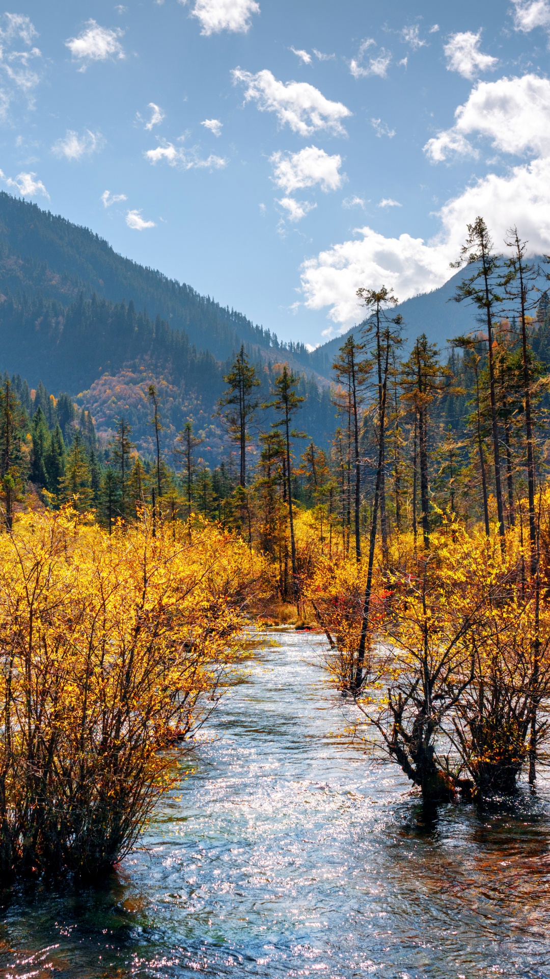 Green and Yellow Trees Near Lake Under Blue Sky During Daytime. Wallpaper in 1080x1920 Resolution