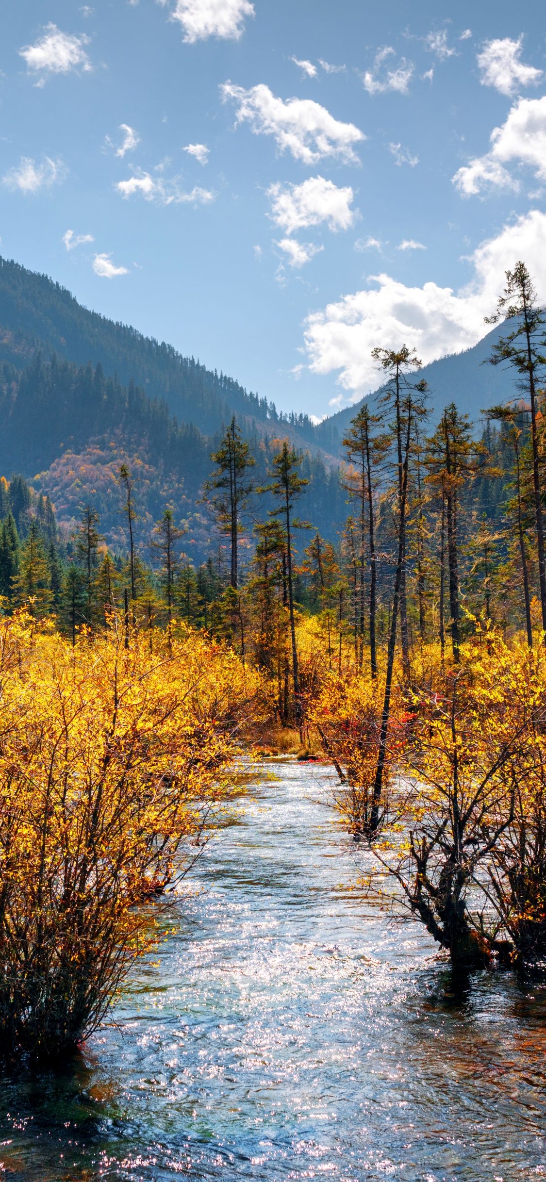 Green and Yellow Trees Near Lake Under Blue Sky During Daytime. Wallpaper in 1125x2436 Resolution