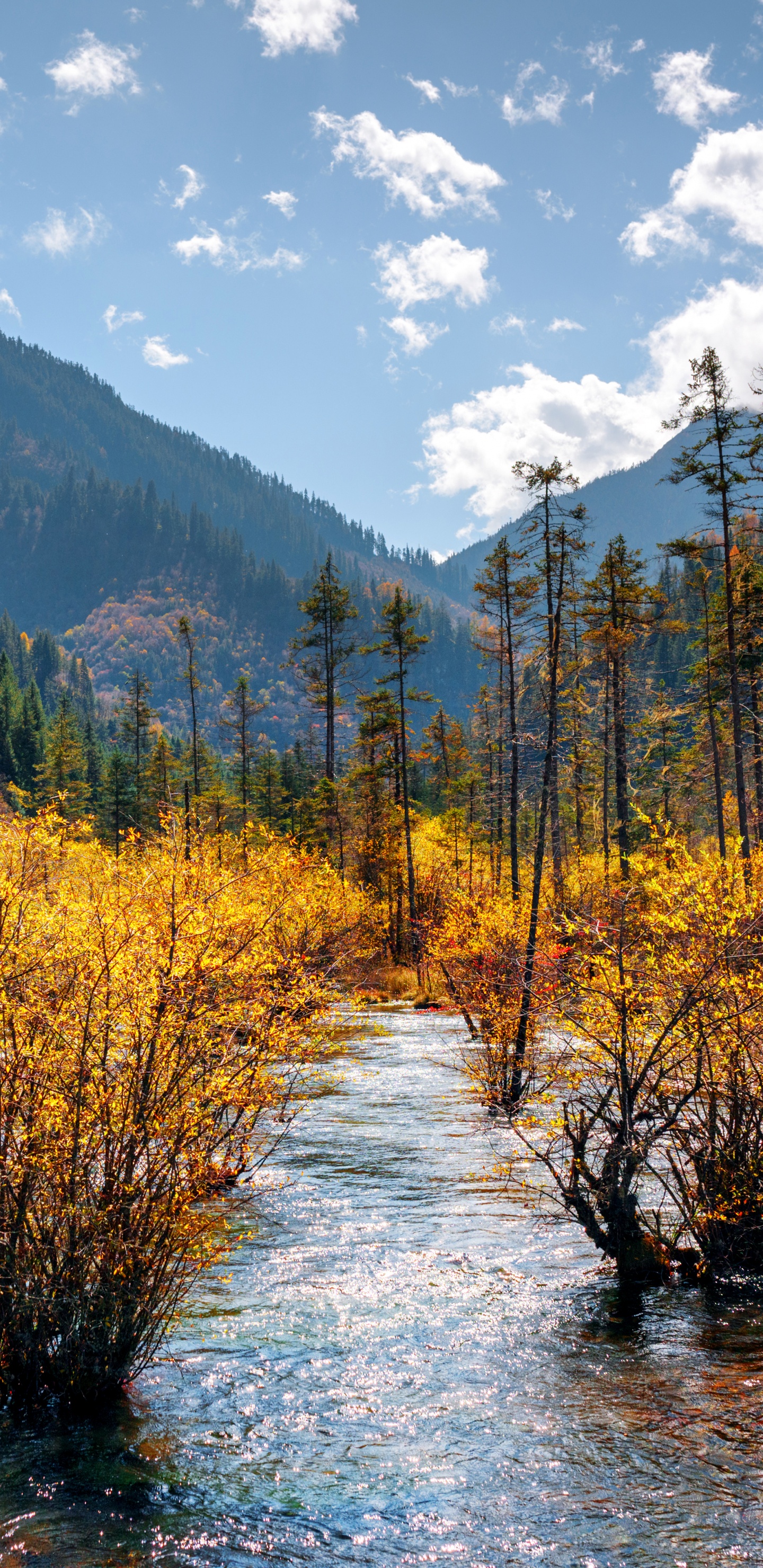 Green and Yellow Trees Near Lake Under Blue Sky During Daytime. Wallpaper in 1440x2960 Resolution