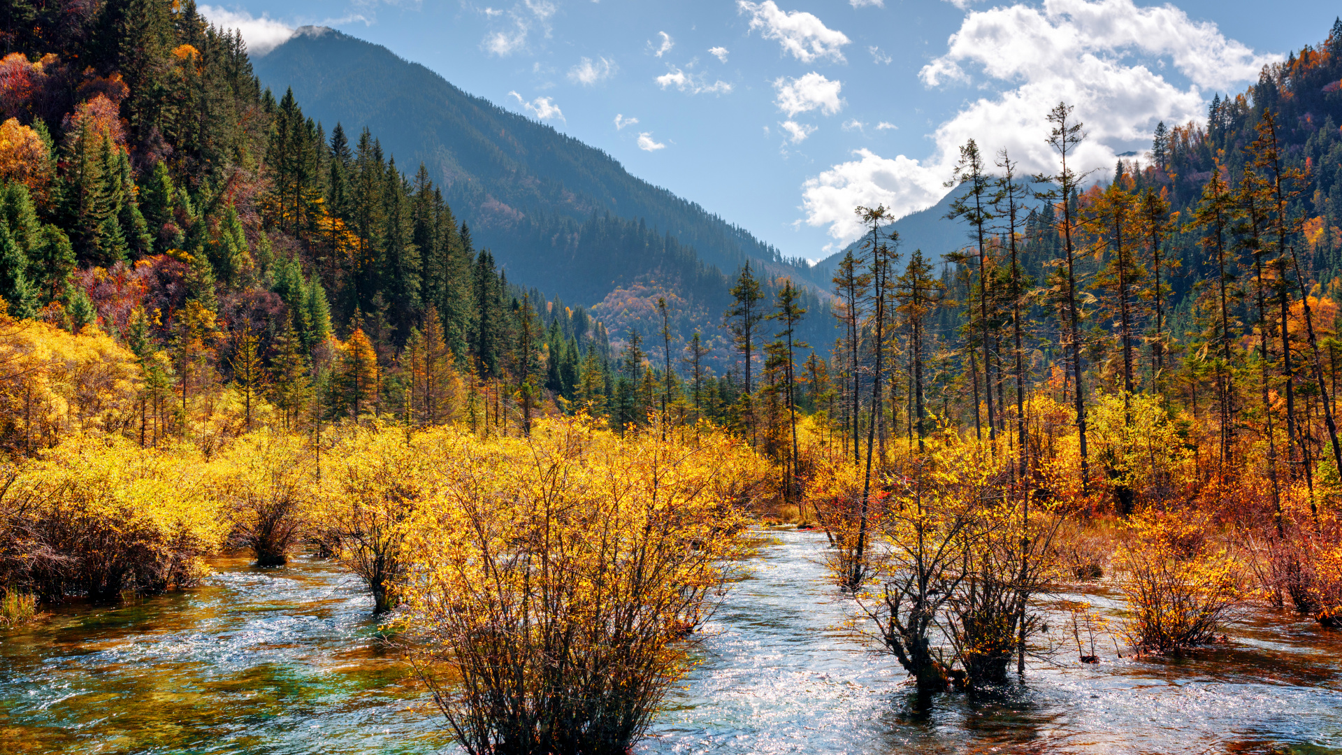 Green and Yellow Trees Near Lake Under Blue Sky During Daytime. Wallpaper in 1920x1080 Resolution