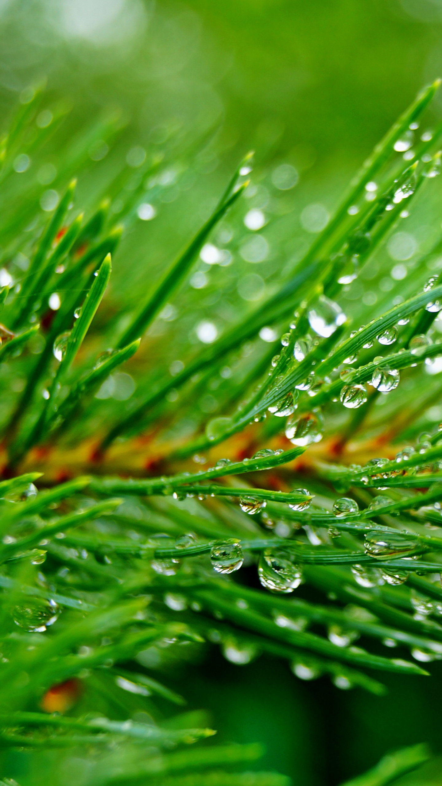 Planta Verde Con Gotas de Agua. Wallpaper in 1440x2560 Resolution