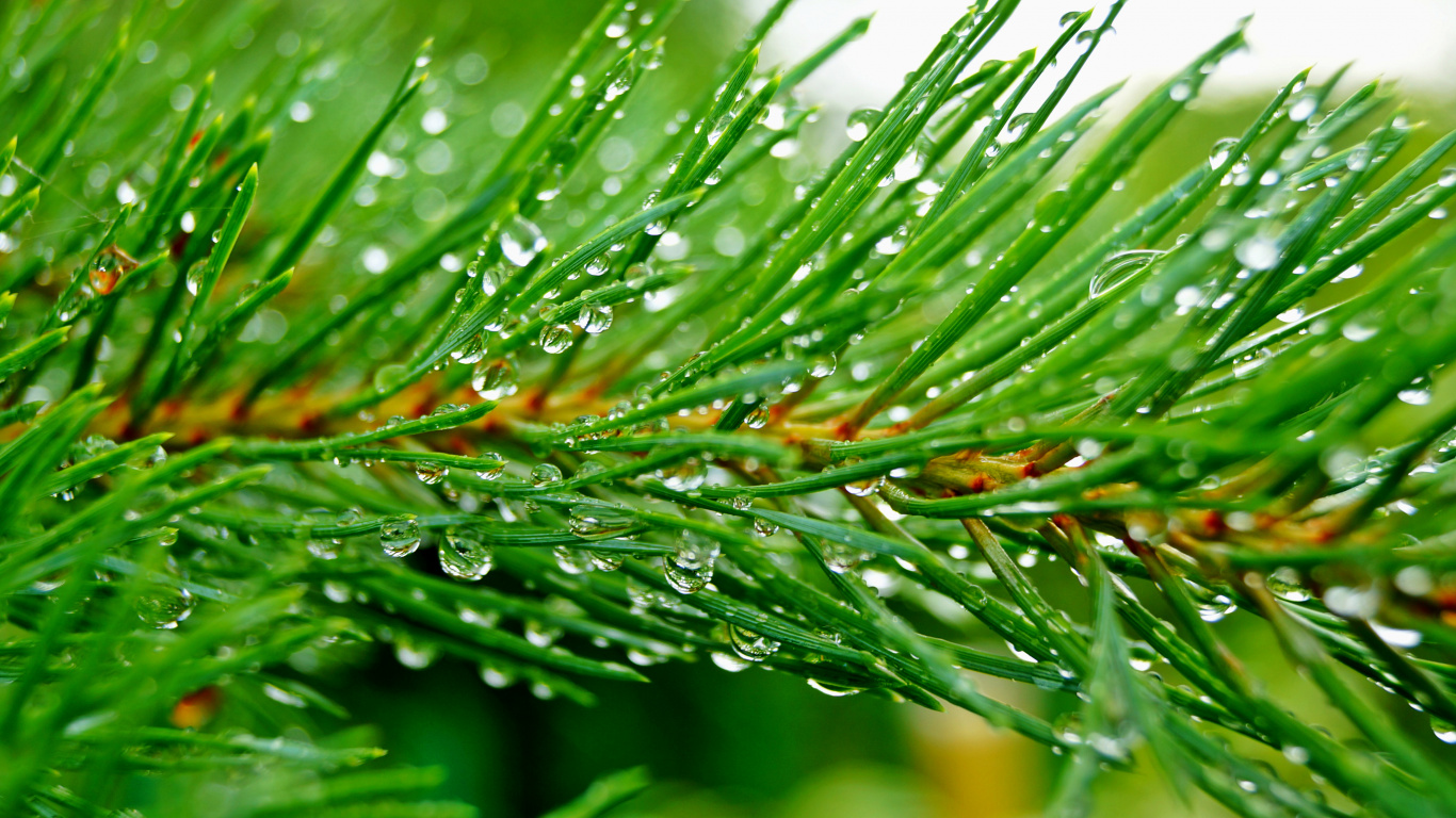 Plante Verte Avec Des Gouttelettes D'eau. Wallpaper in 1366x768 Resolution