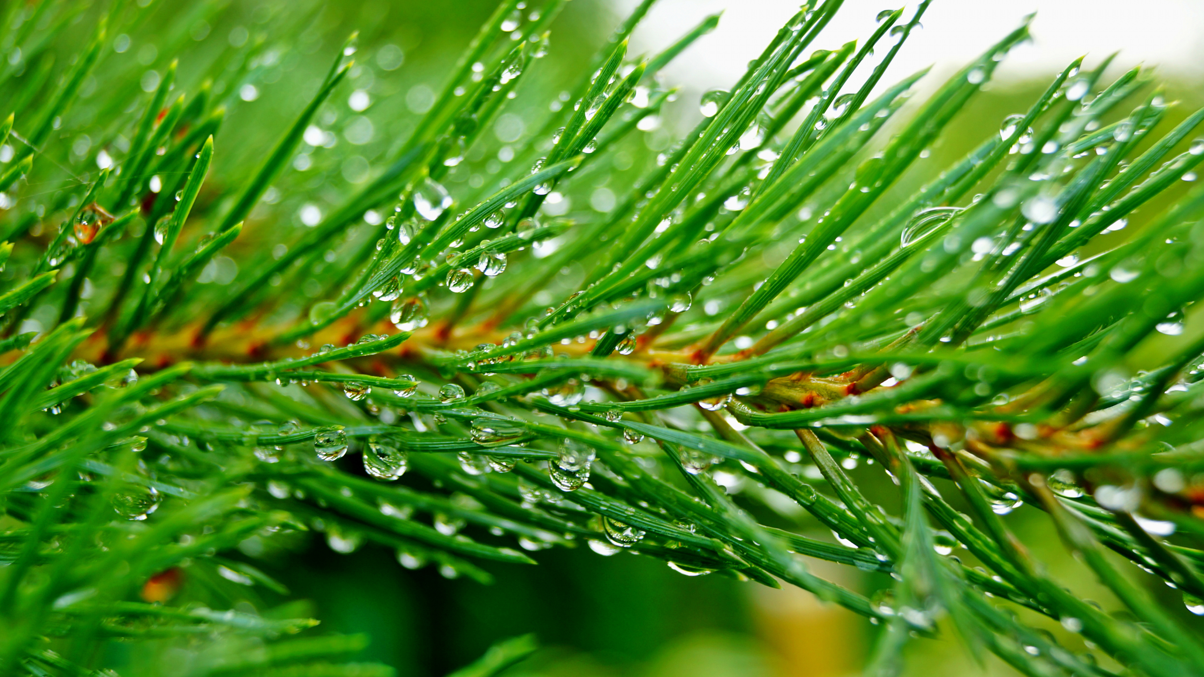 Plante Verte Avec Des Gouttelettes D'eau. Wallpaper in 3840x2160 Resolution