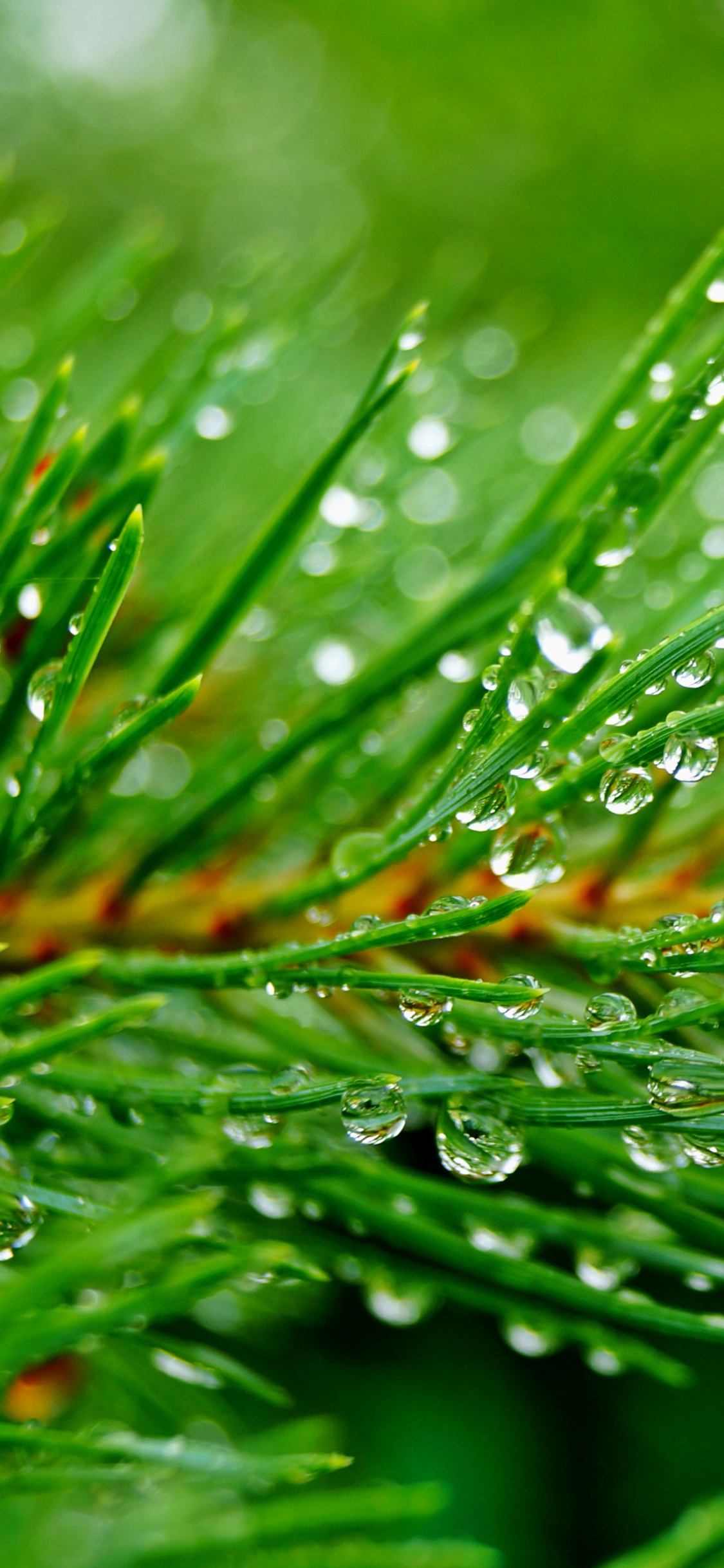 Grüne Pflanze Mit Wassertropfen. Wallpaper in 1125x2436 Resolution