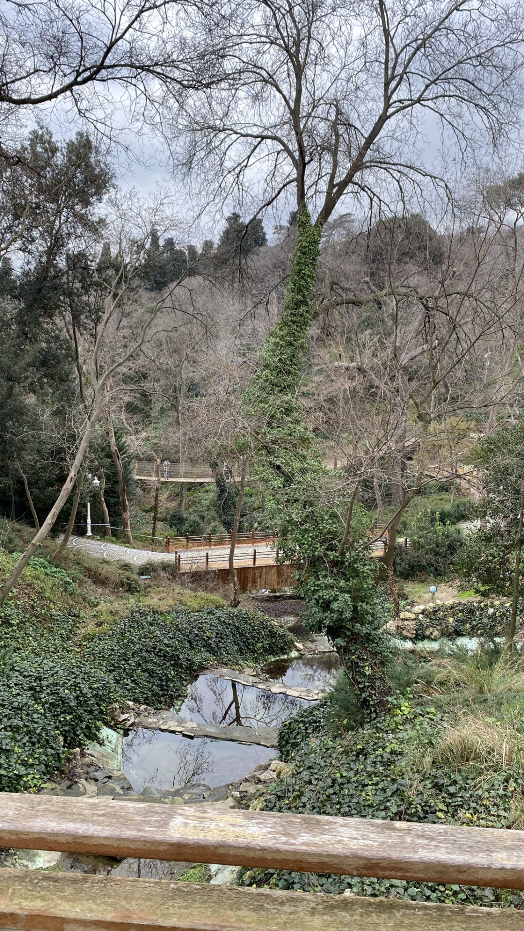 Tree, Vegetation, Plant, Natural Landscape, Shrub. Wallpaper in 1080x1920 Resolution