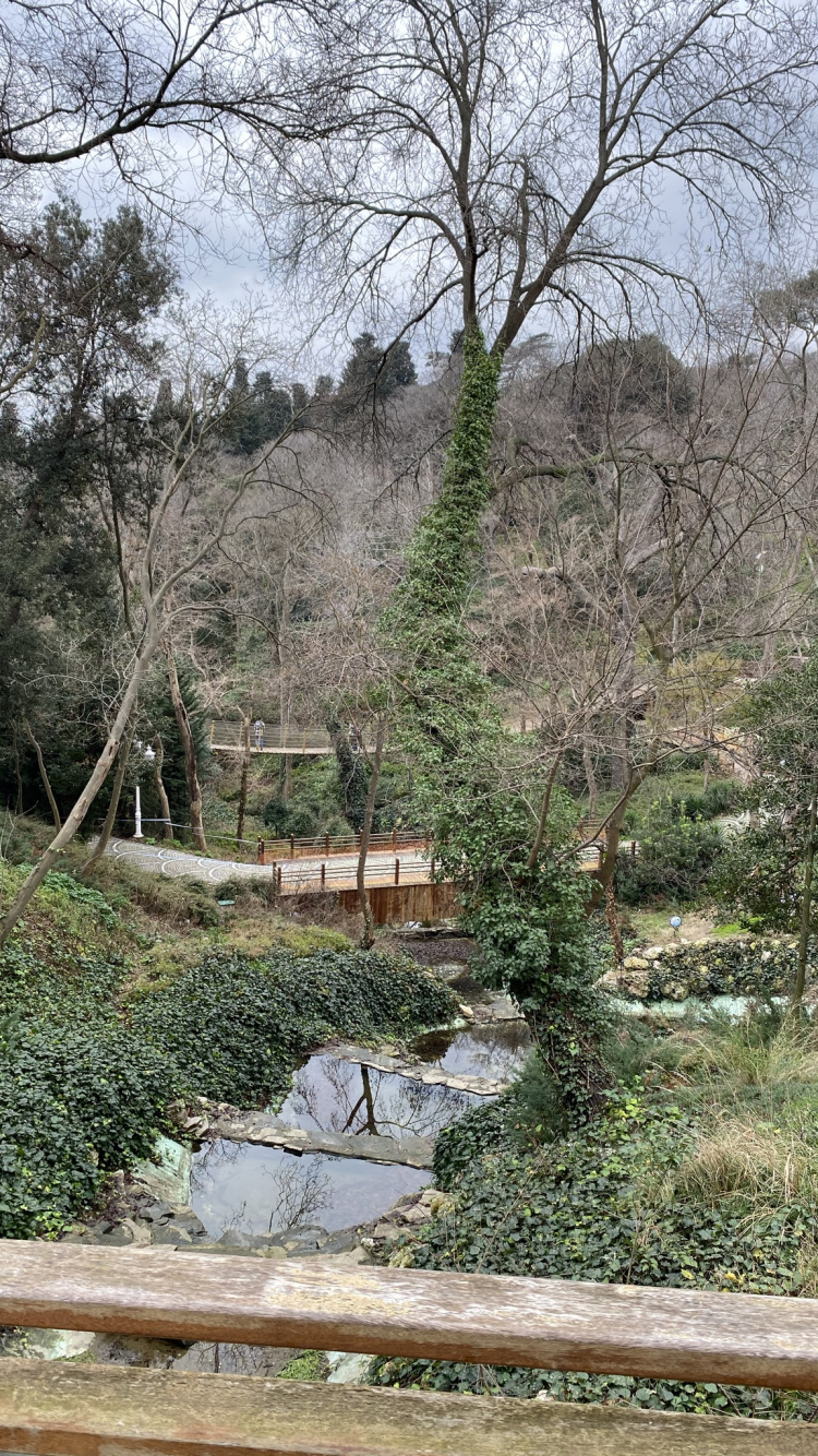 Tree, Vegetation, Plant, Natural Landscape, Shrub. Wallpaper in 750x1334 Resolution