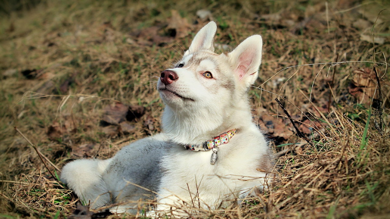White and Black Siberian Husky Puppy on Brown Grass Field During Daytime. Wallpaper in 1280x720 Resolution