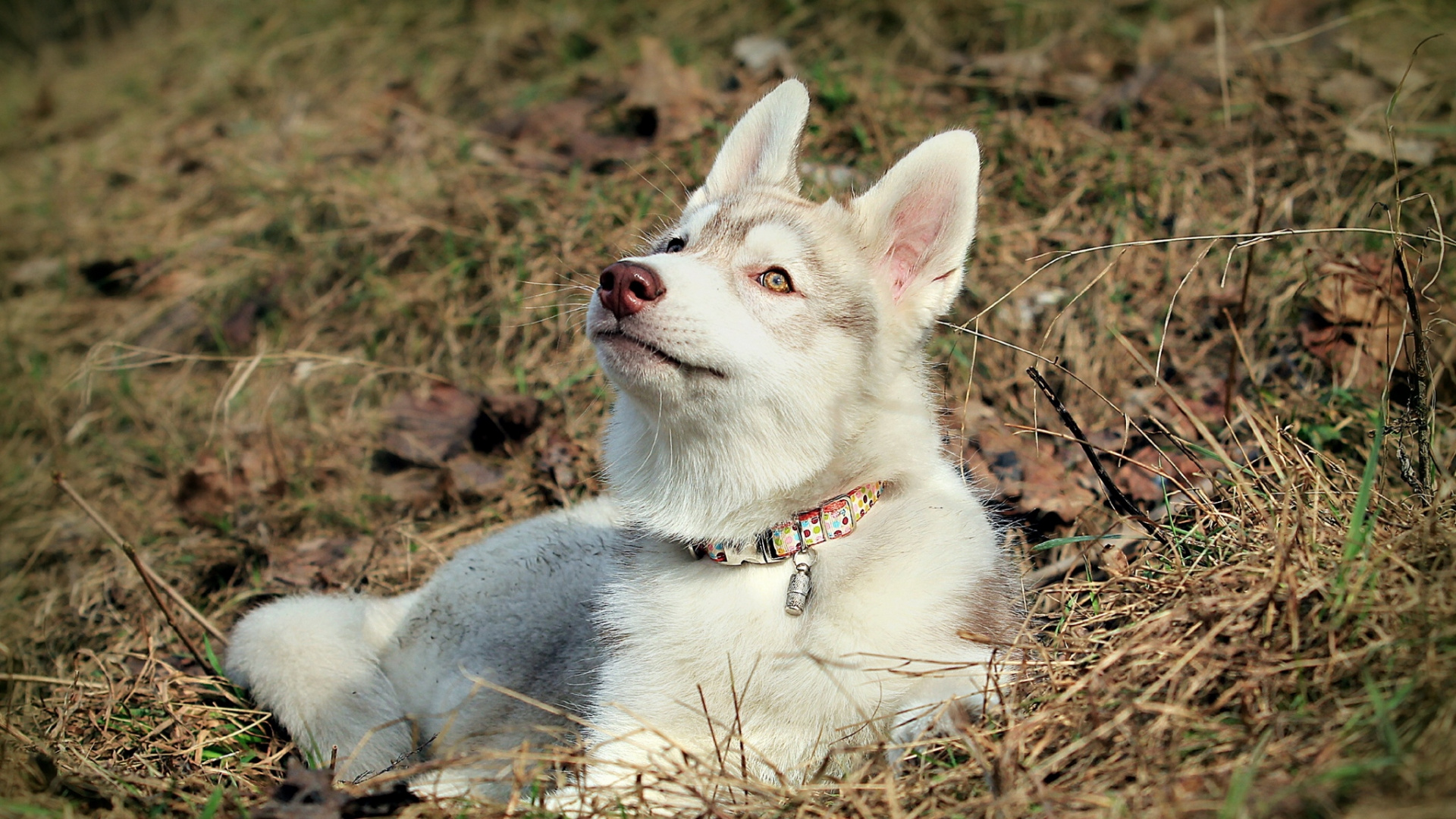 White and Black Siberian Husky Puppy on Brown Grass Field During Daytime. Wallpaper in 1920x1080 Resolution