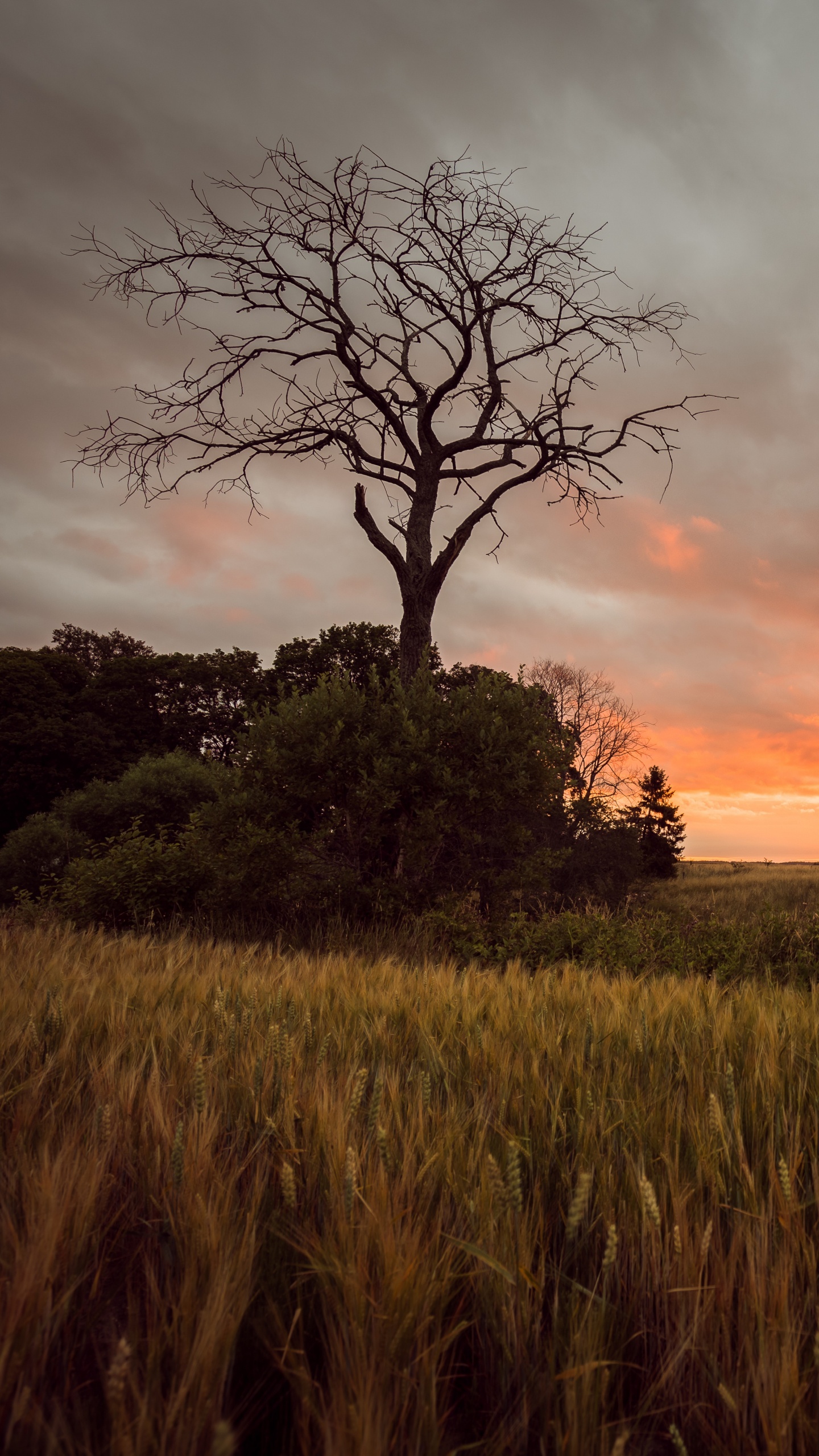 Green Grass Field During Sunset. Wallpaper in 1440x2560 Resolution
