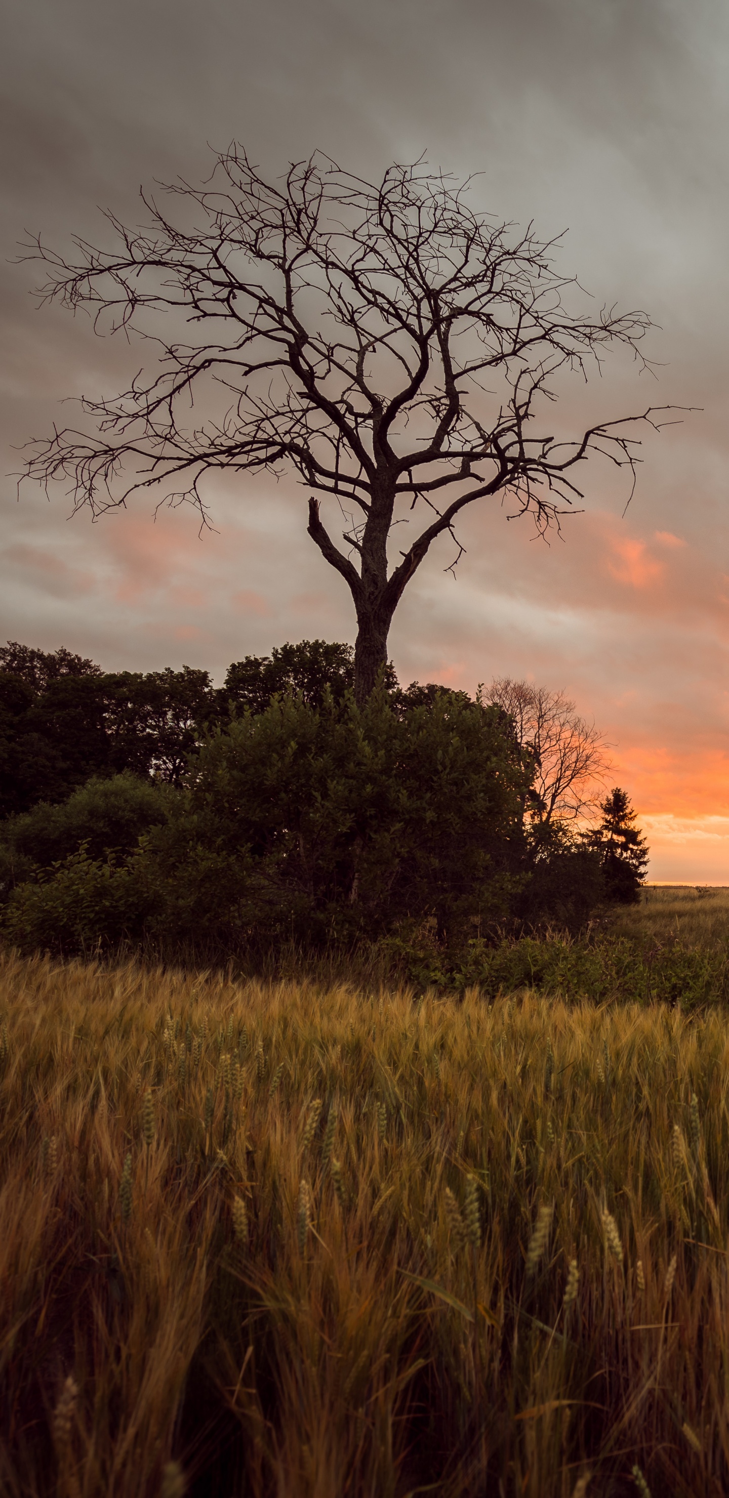 Green Grass Field During Sunset. Wallpaper in 1440x2960 Resolution