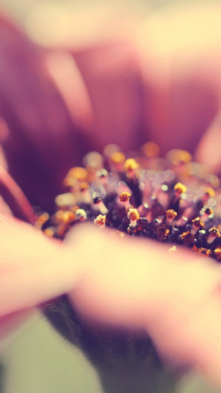 Rosa Und Weiße Blume in Der Makroobjektivfotografie. Wallpaper in 750x1334 Resolution